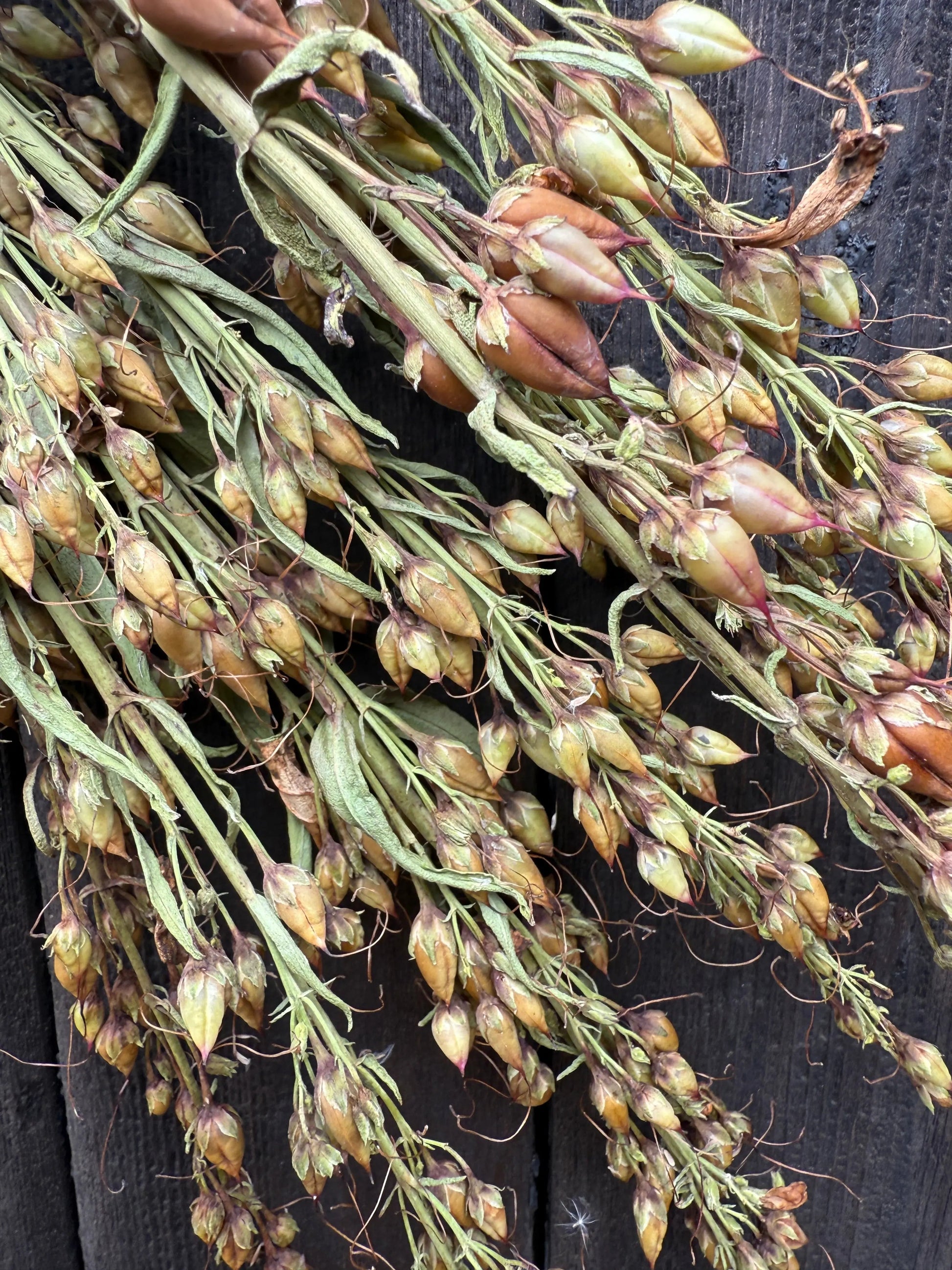Penstemon Dried - REGN