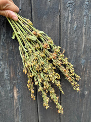 Penstemon Dried - REGN