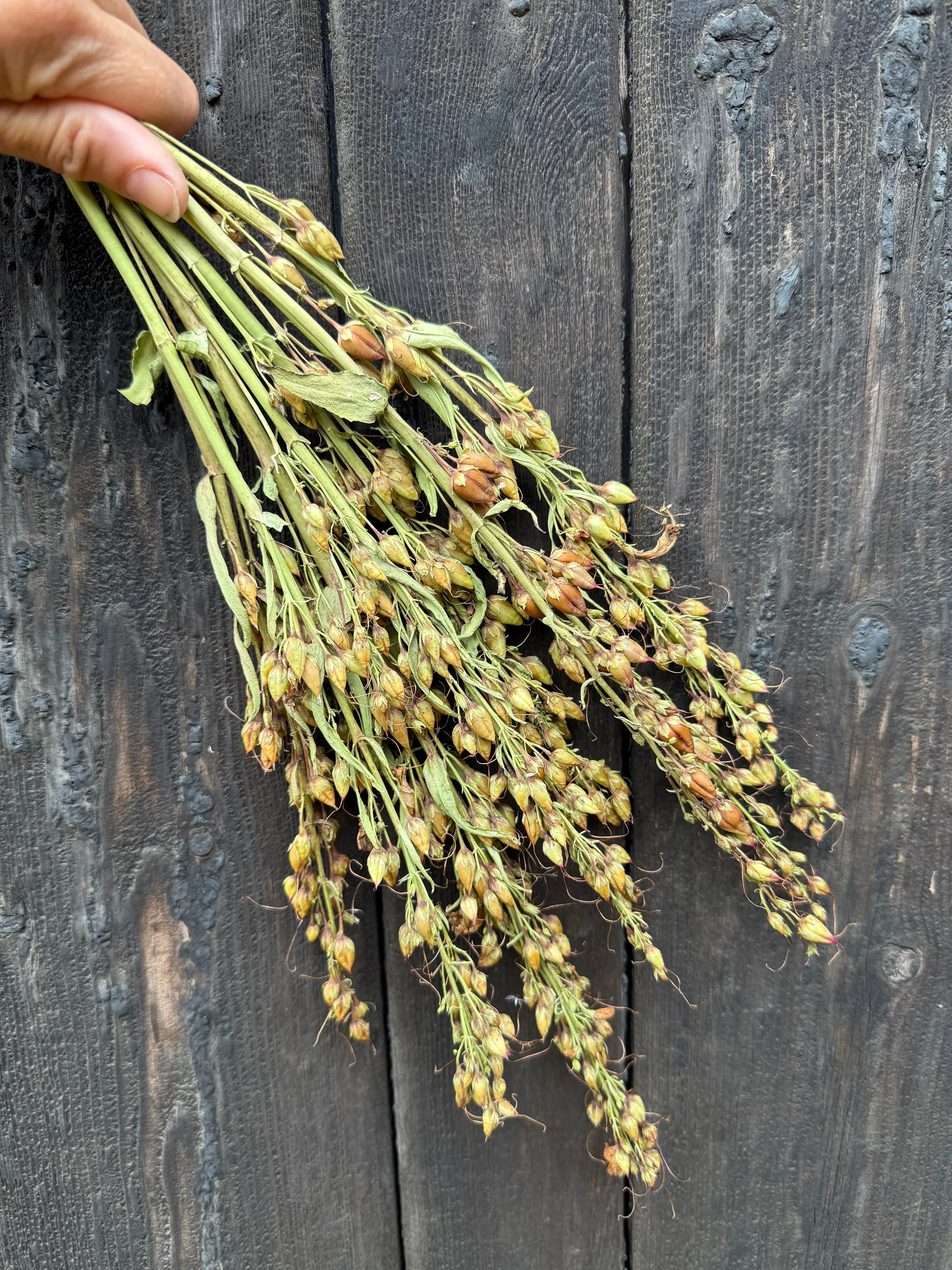 Penstemon Dried - REGN