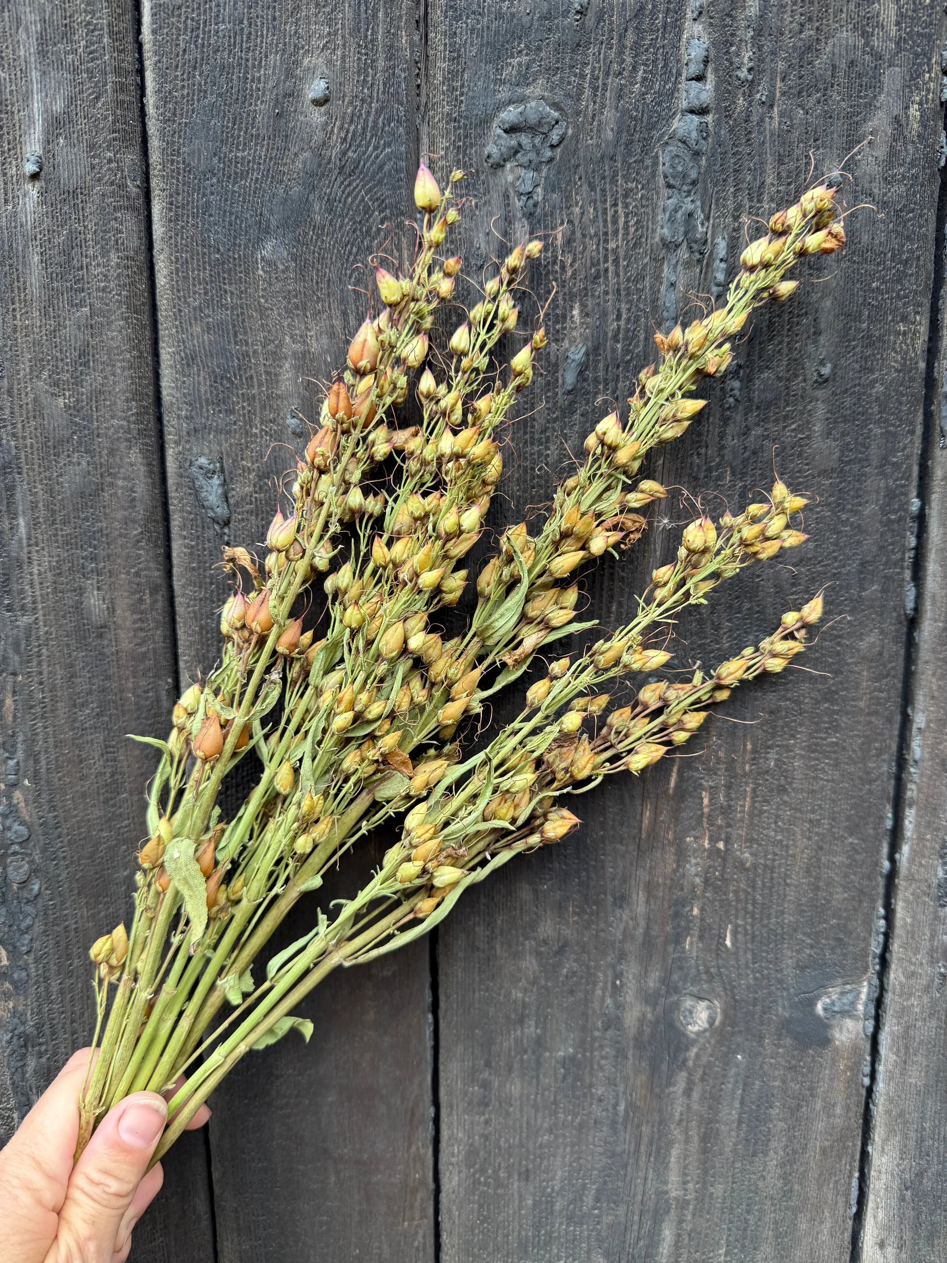Penstemon Dried - REGN