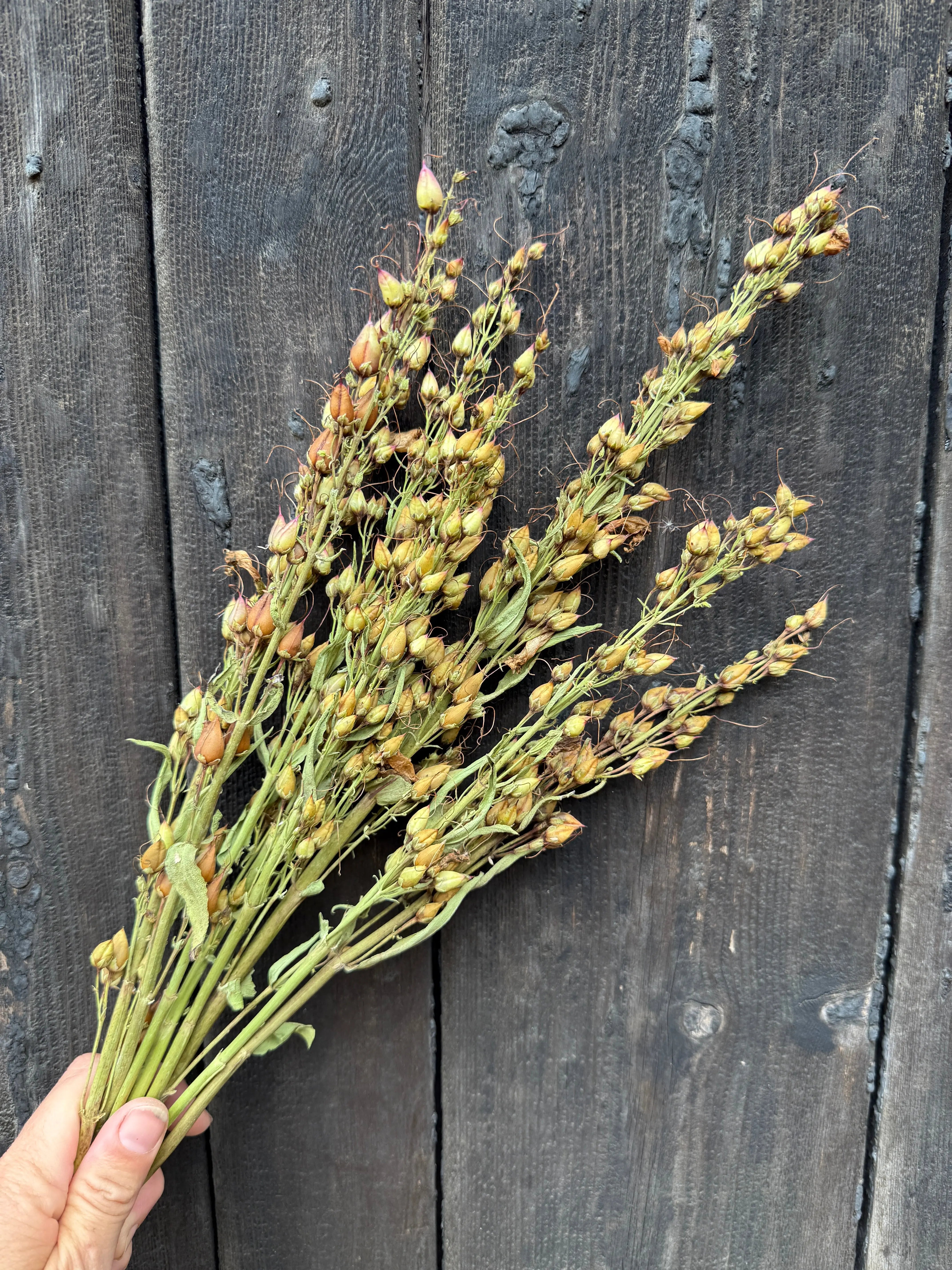 Penstemon Dried - REGN