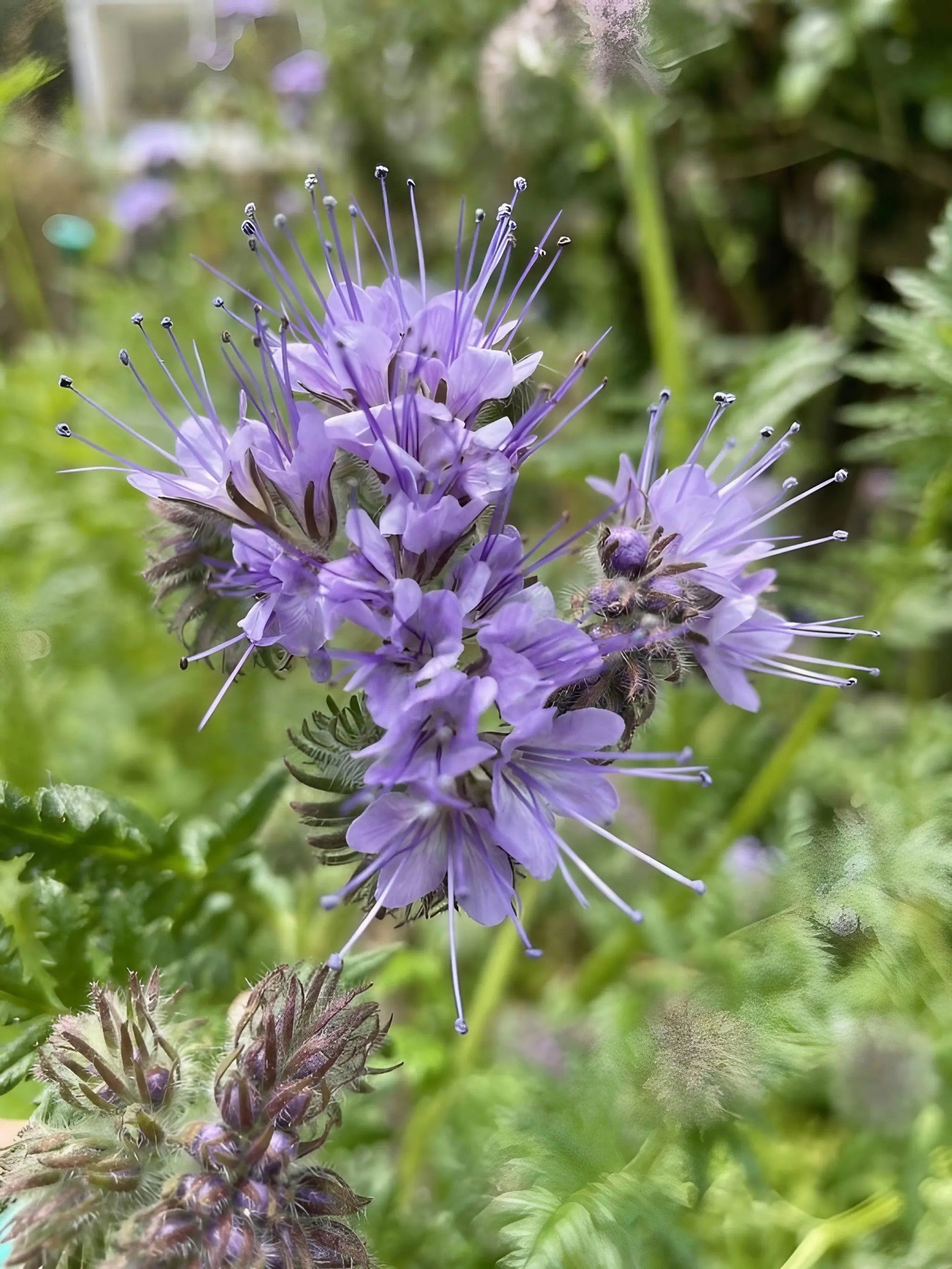 Phacelia - REGN