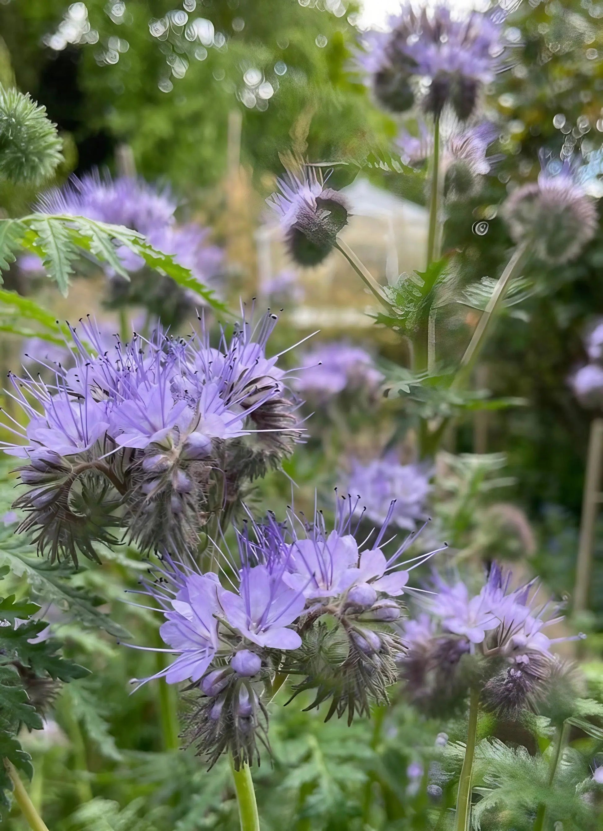 Phacelia - REGN