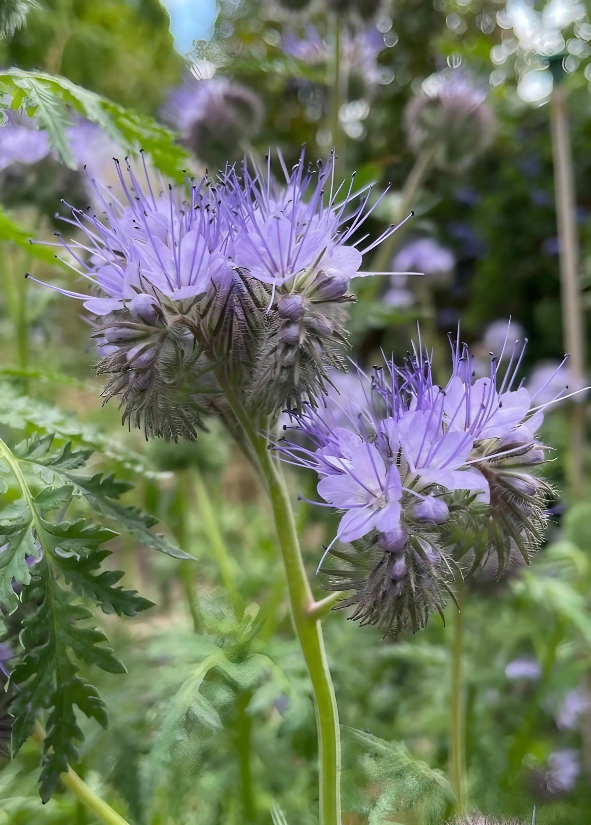 Phacelia - REGN