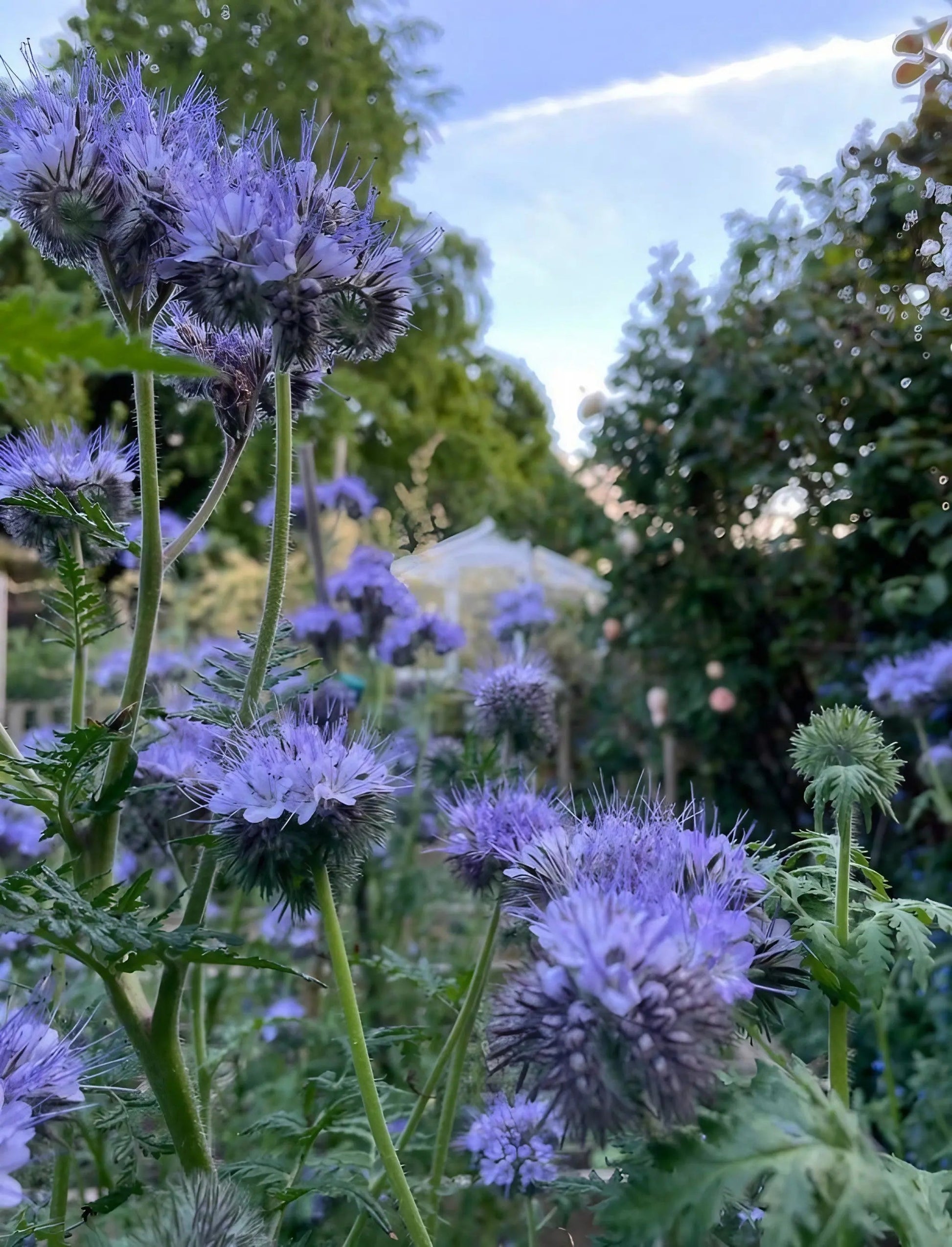 Phacelia - REGN