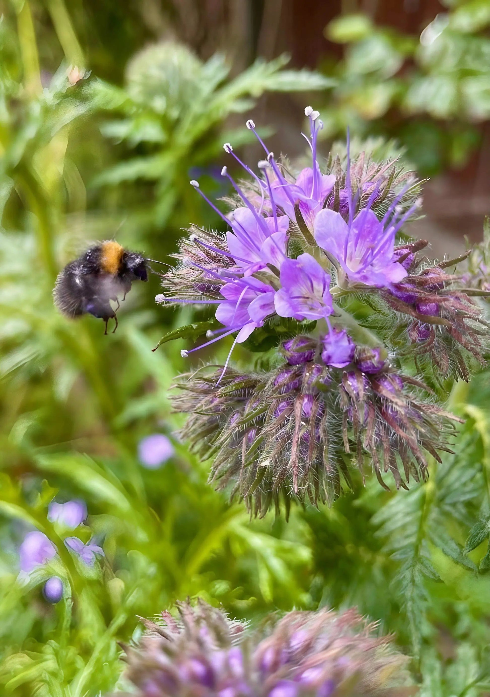 Phacelia - REGN