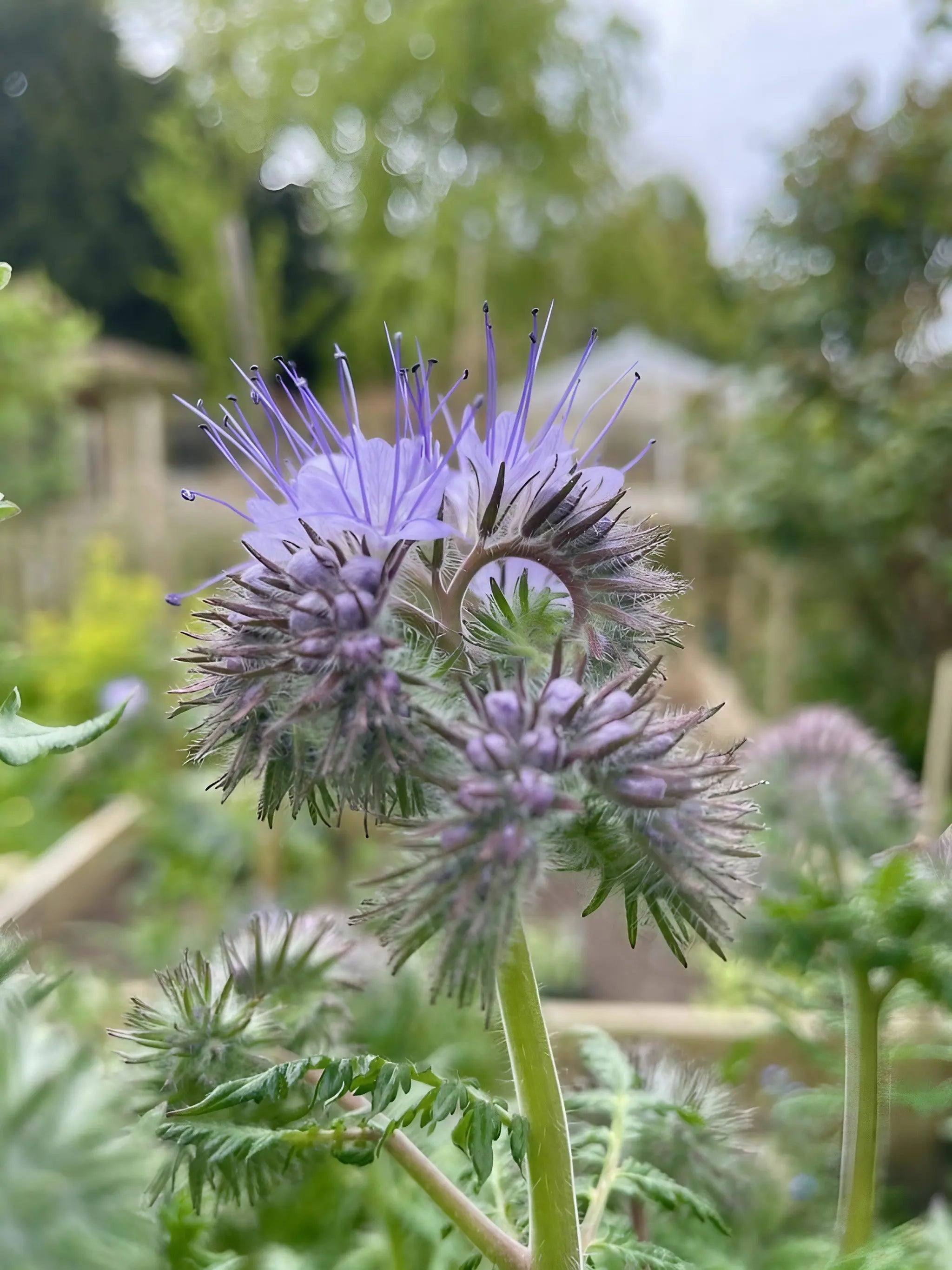 Phacelia - REGN
