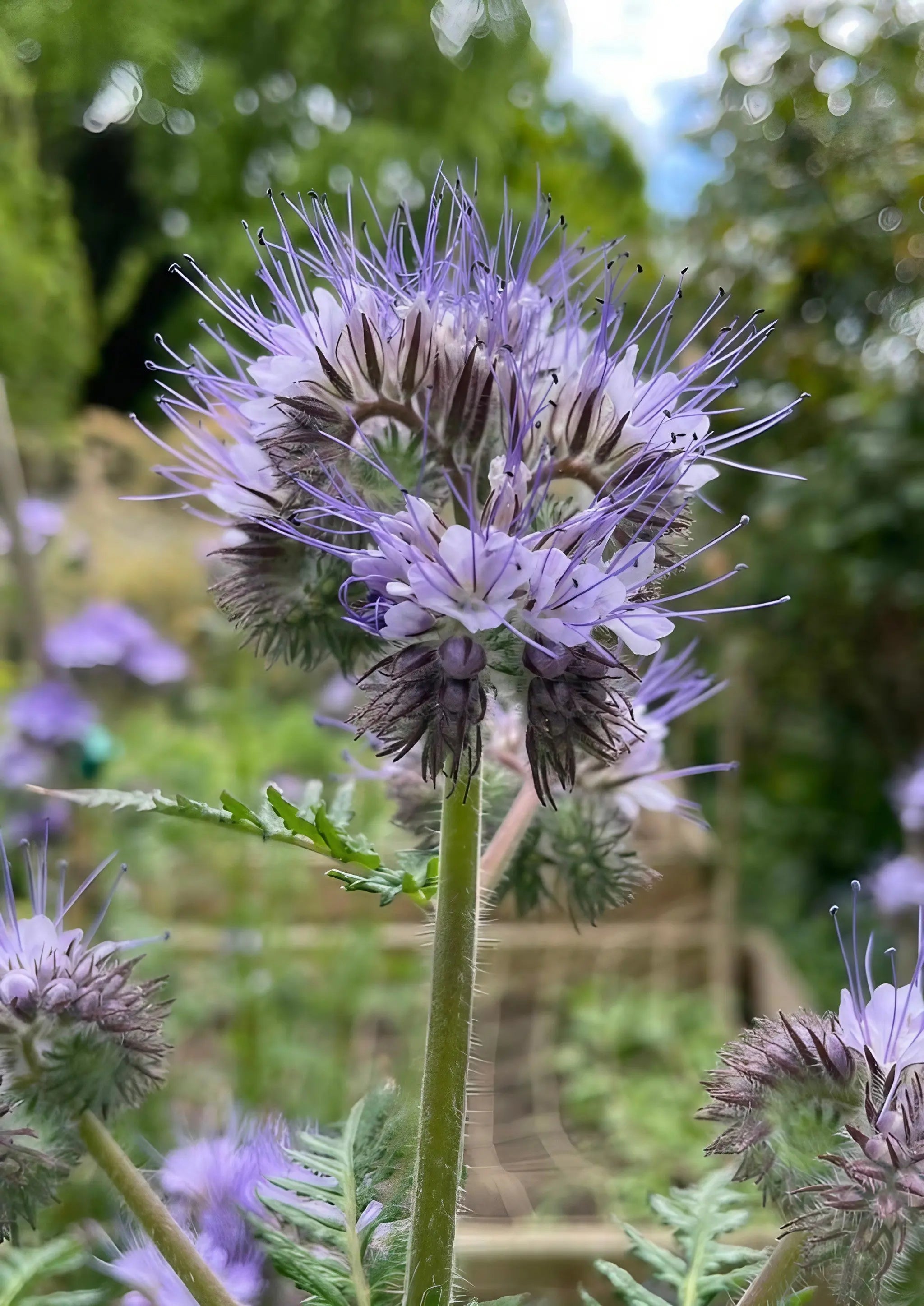 Phacelia - REGN
