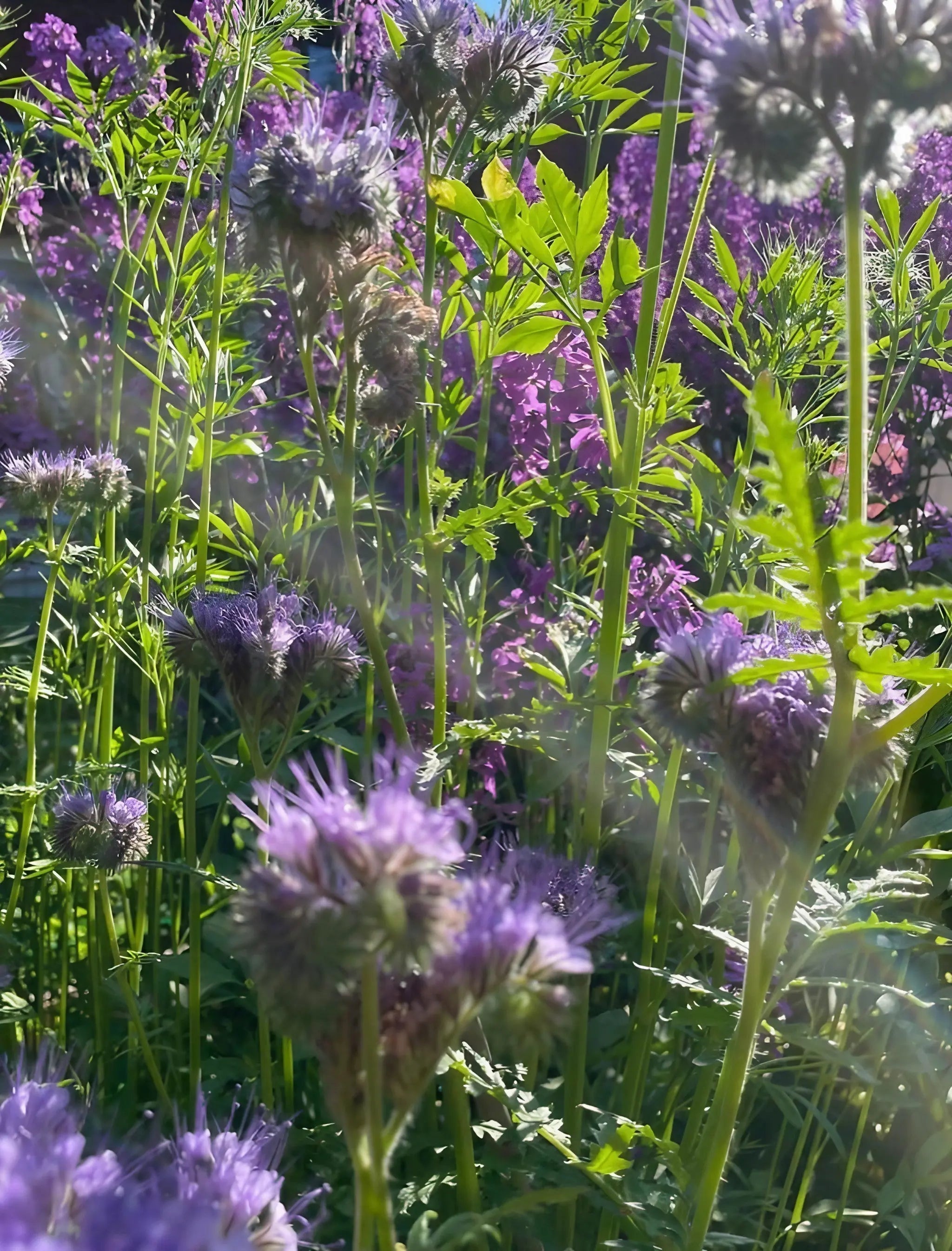 Phacelia - REGN