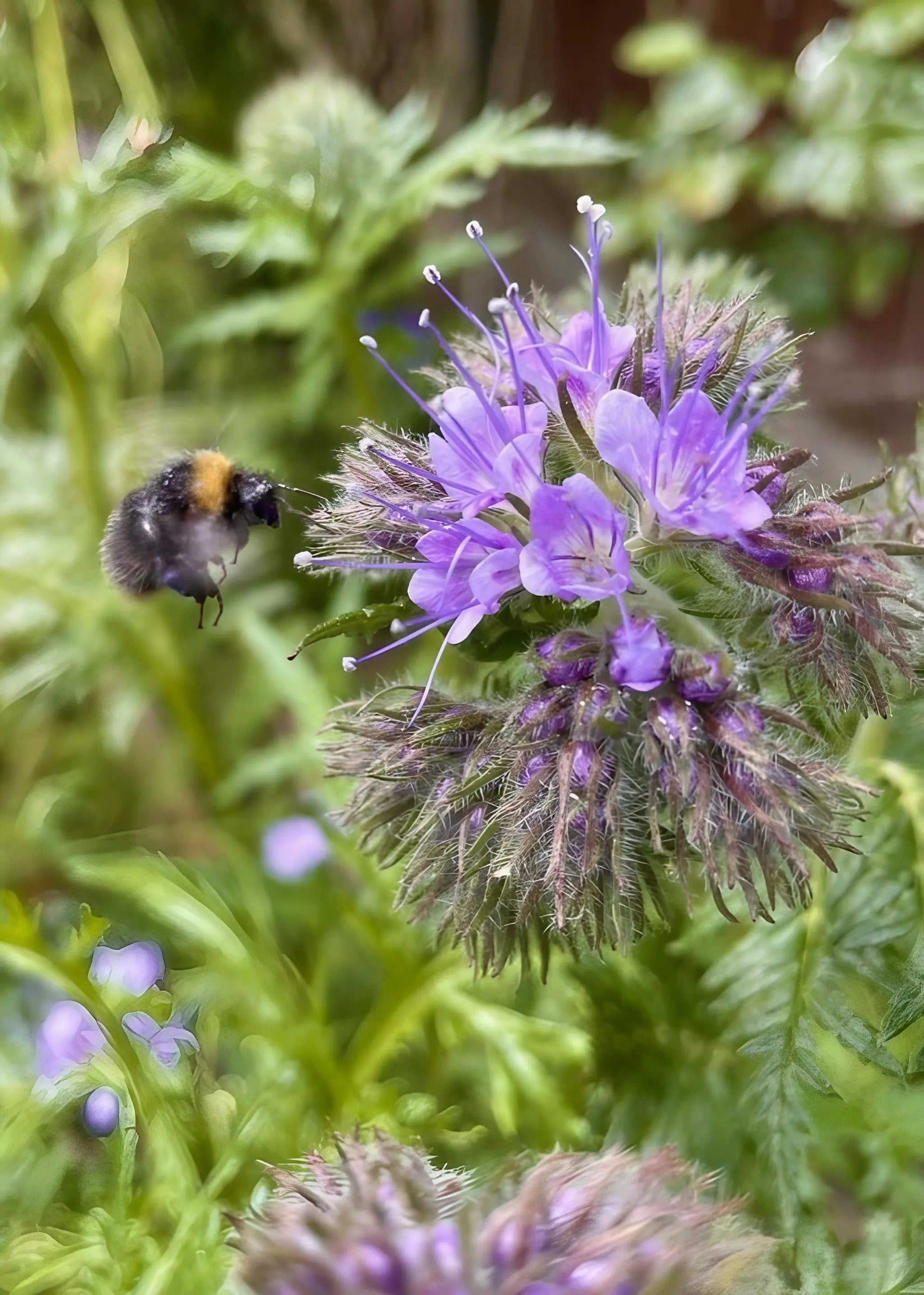 Phacelia - REGN