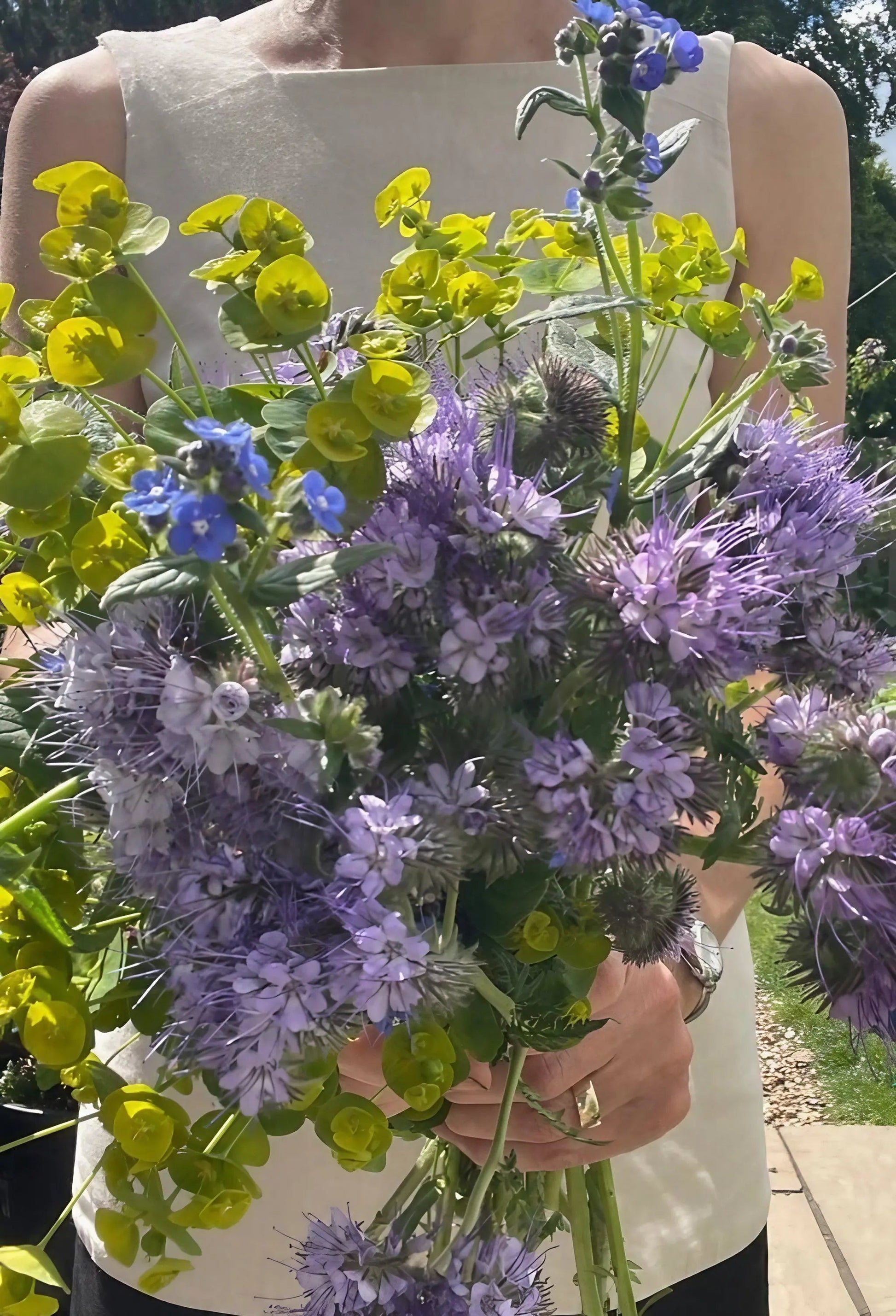 Phacelia - REGN