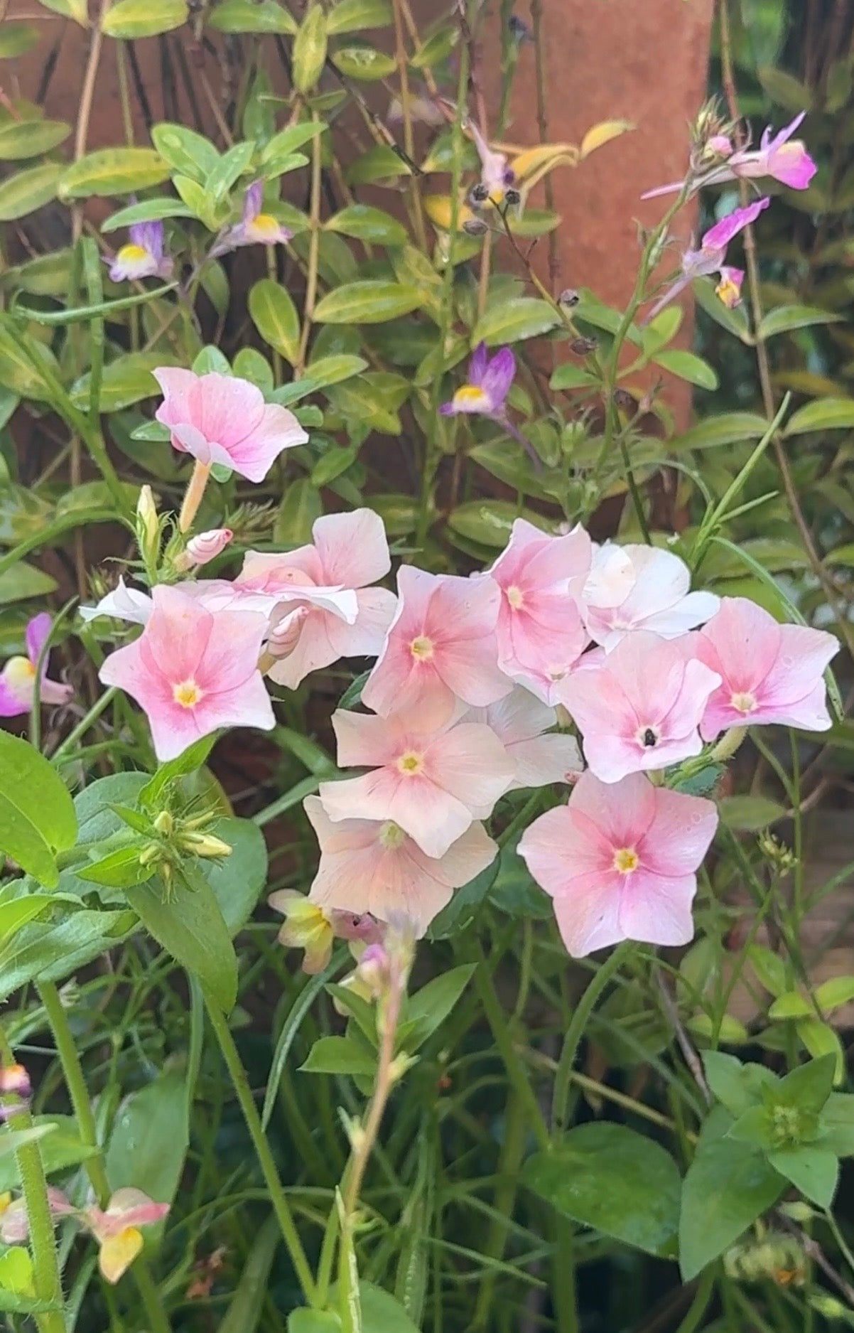 Phlox Blushing Bride - REGN