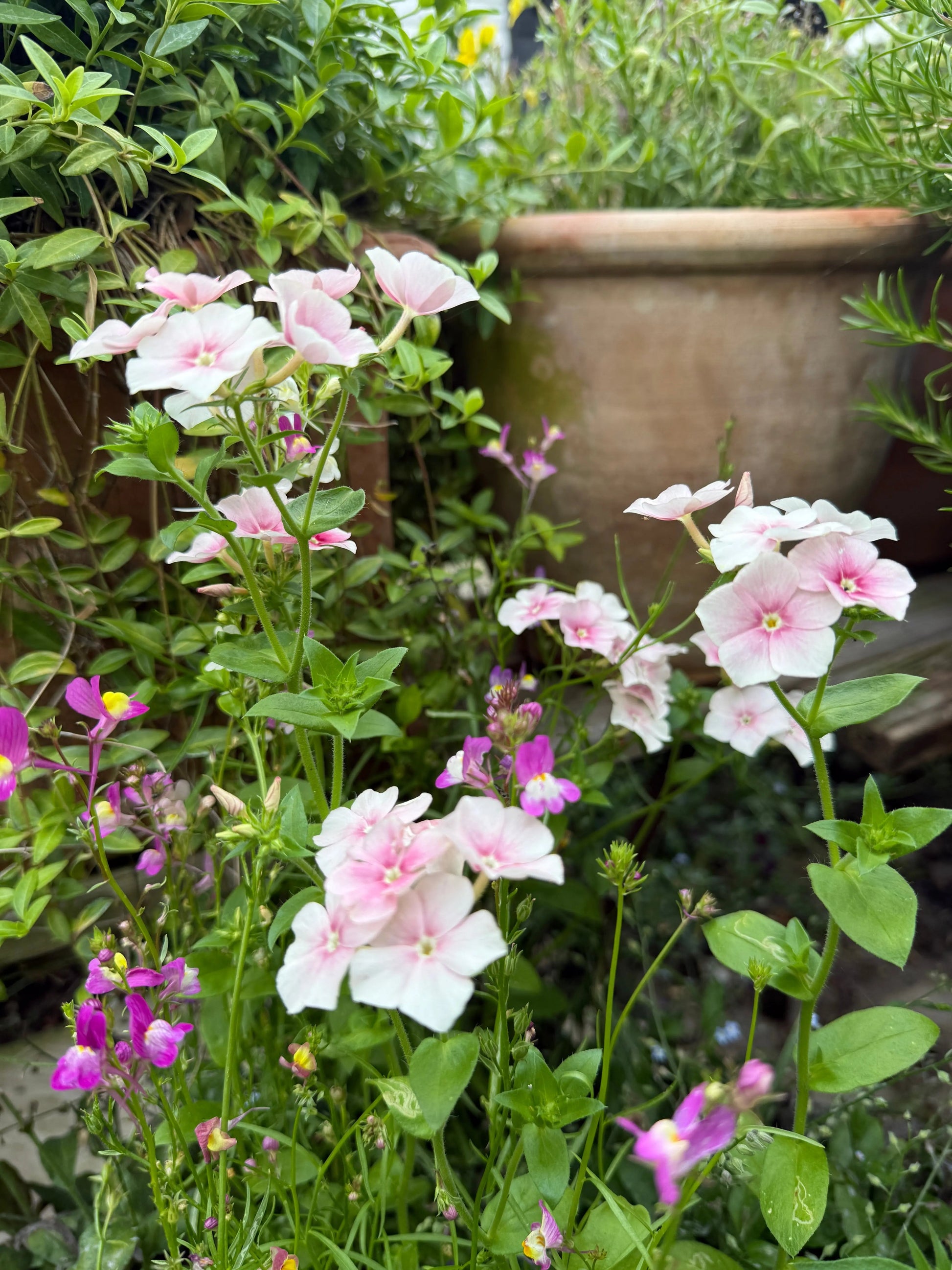 Phlox Blushing Bride - REGN