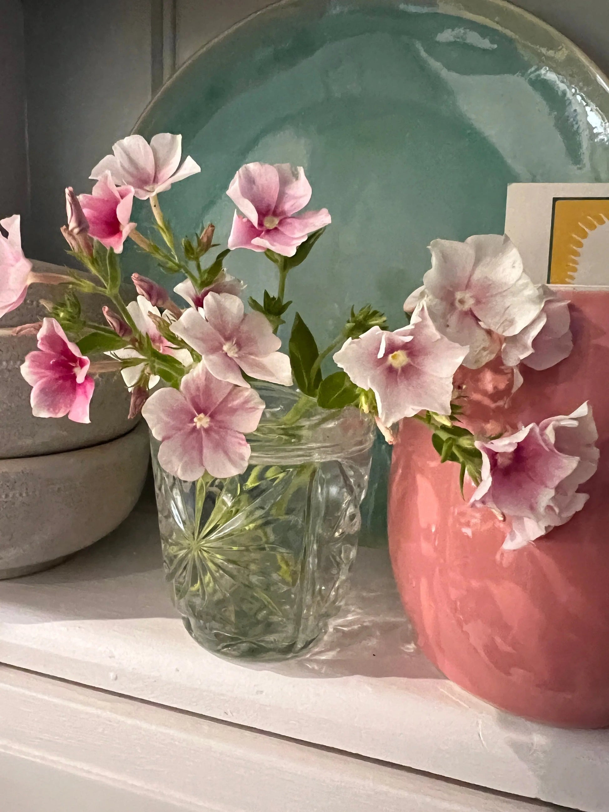 Phlox Blushing Bride - REGN