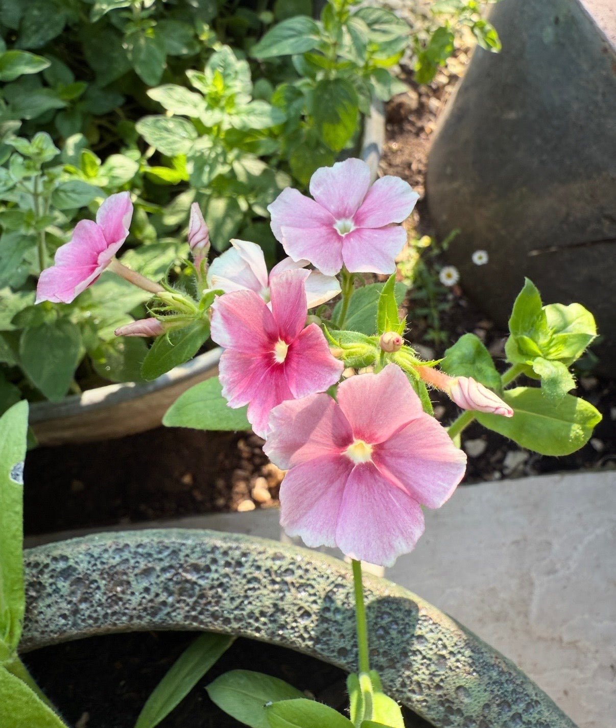 Phlox Blushing Bride - REGN