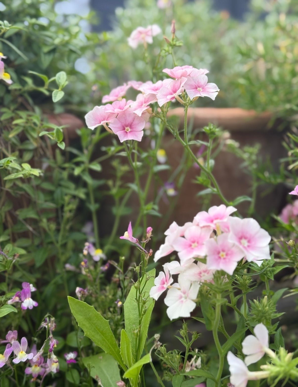 Phlox Blushing Bride - REGN