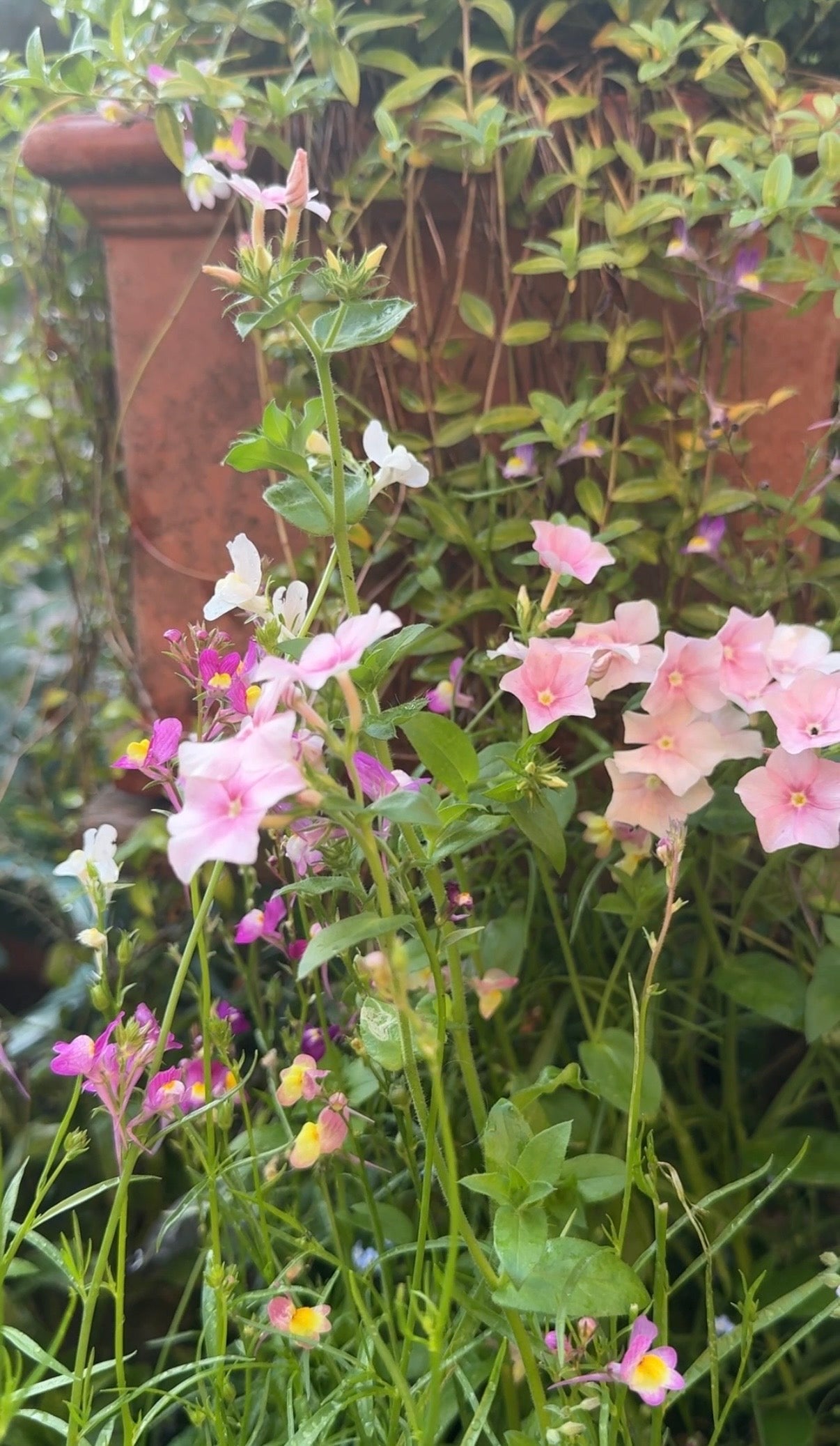 Phlox Blushing Bride - REGN