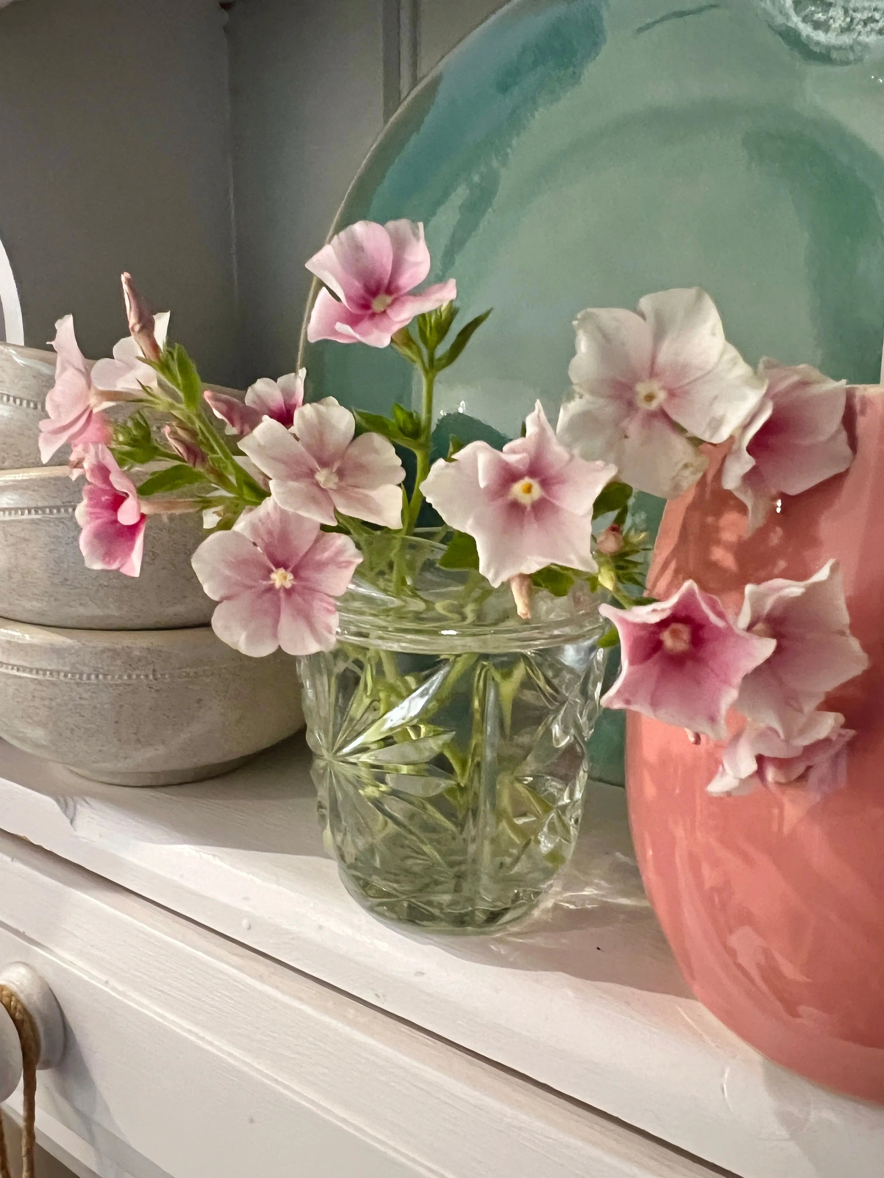 Phlox Blushing Bride - REGN