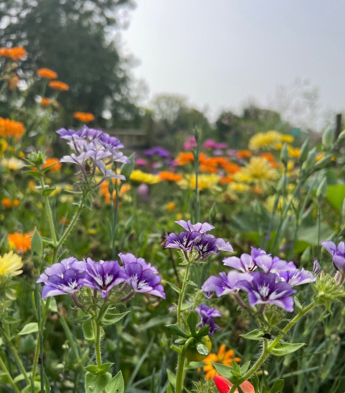 Phlox Sugar Stars - REGN