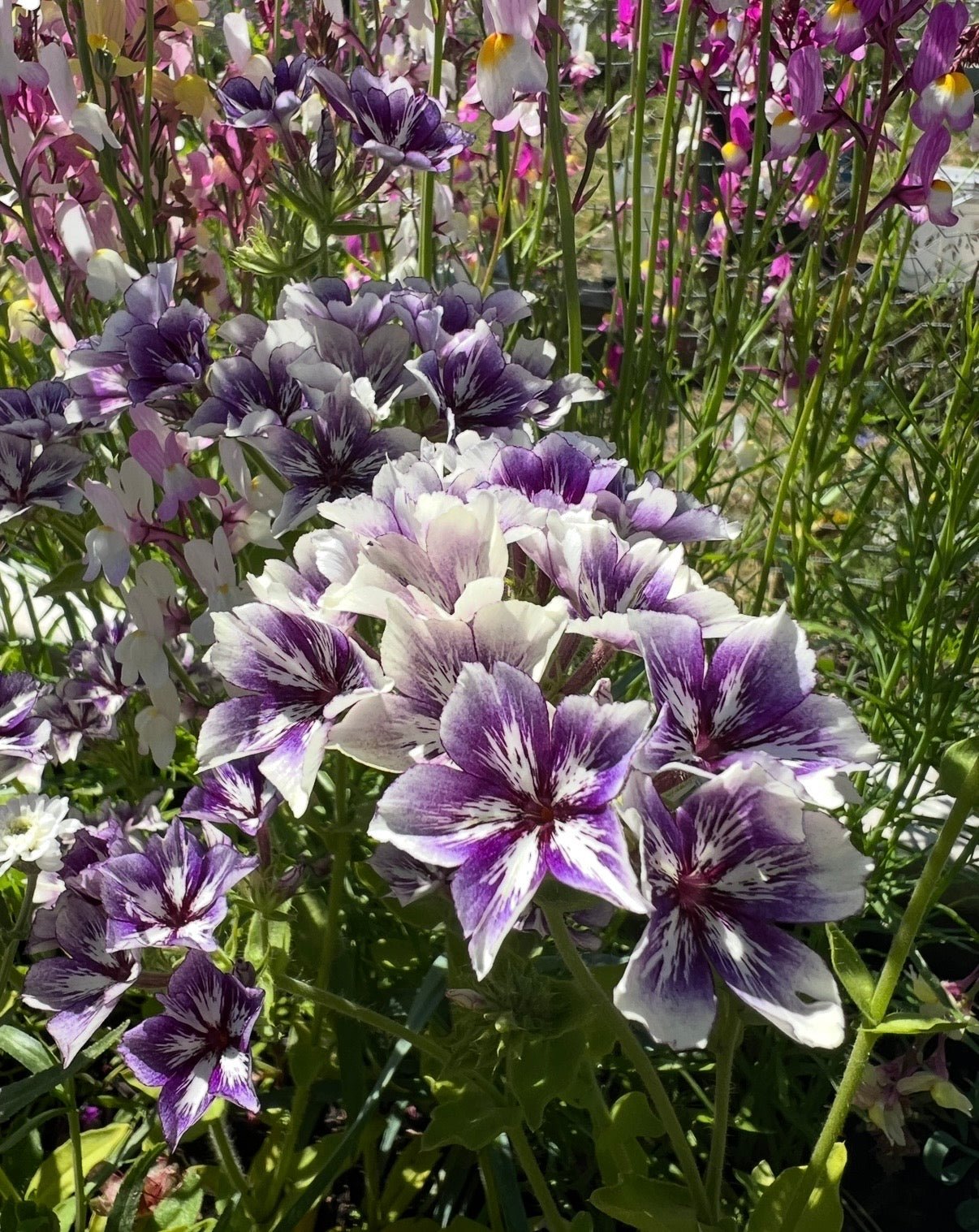 Phlox Sugar Stars - REGN