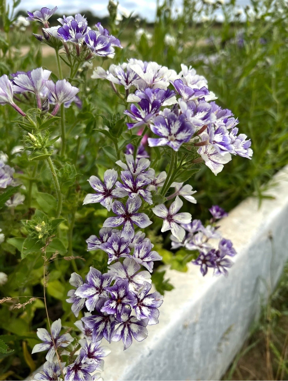 Phlox Sugar Stars - REGN