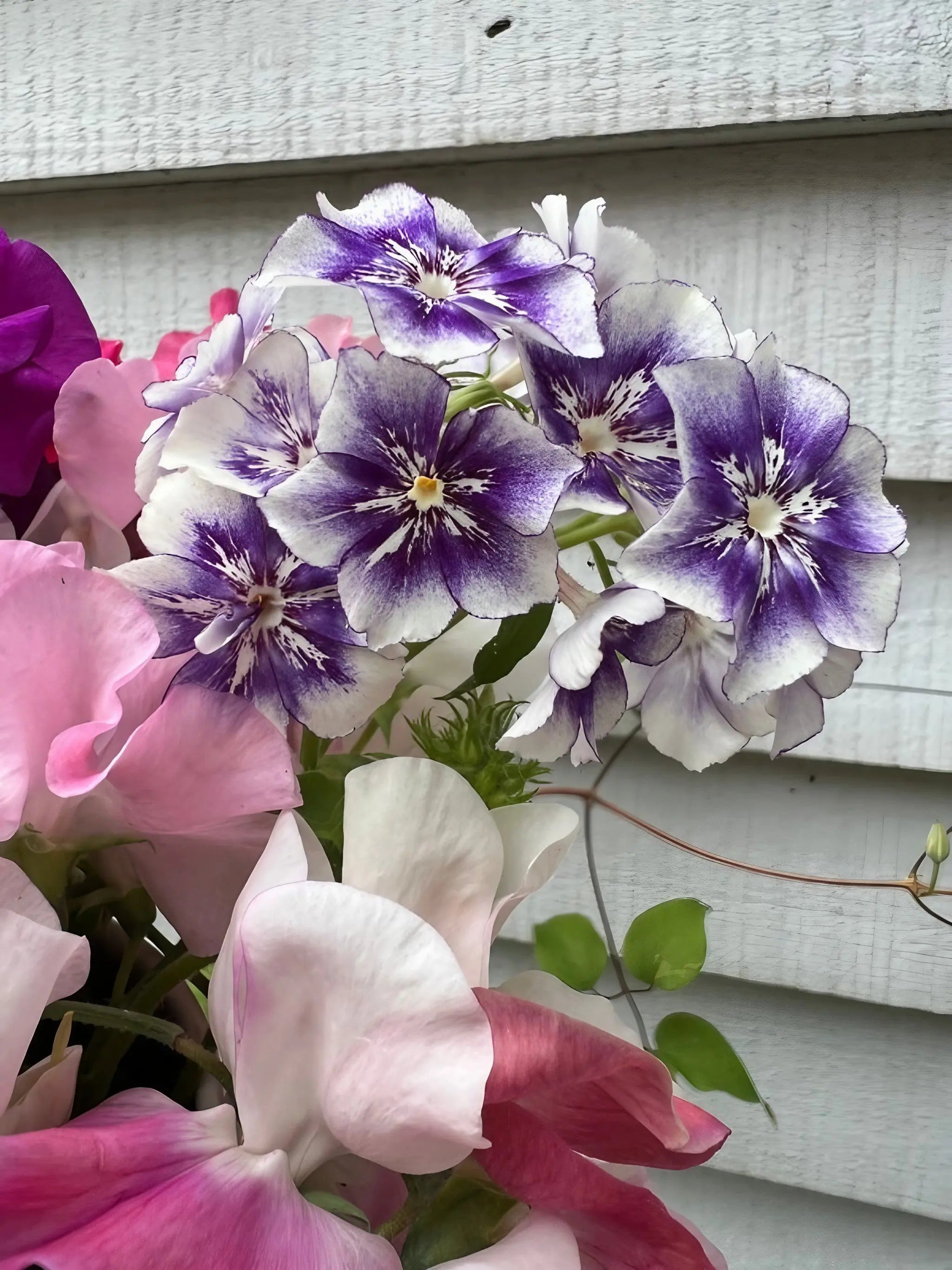 Phlox Sugar Stars - REGN