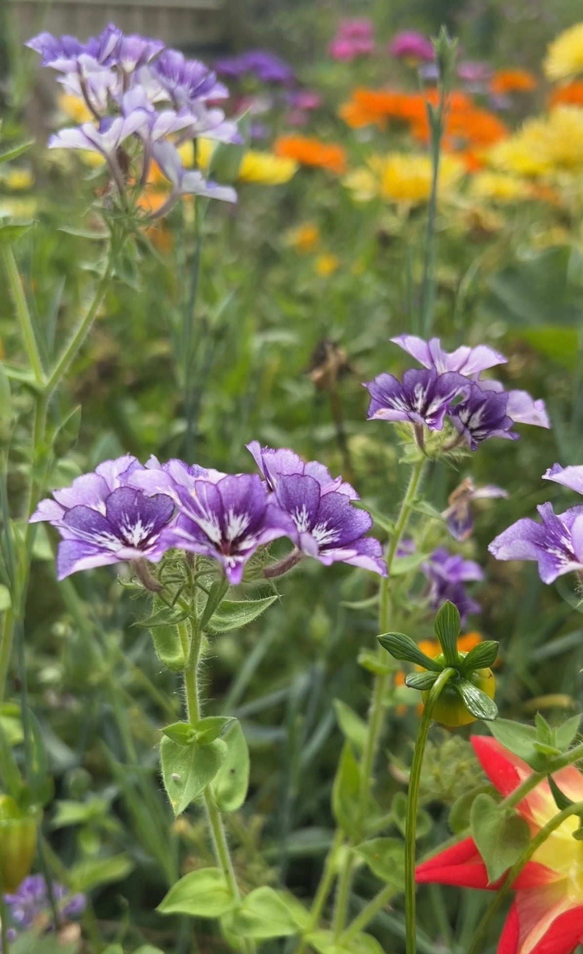 Phlox Sugar Stars - REGN