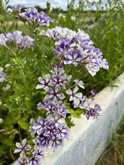 Phlox Sugar Stars - REGN