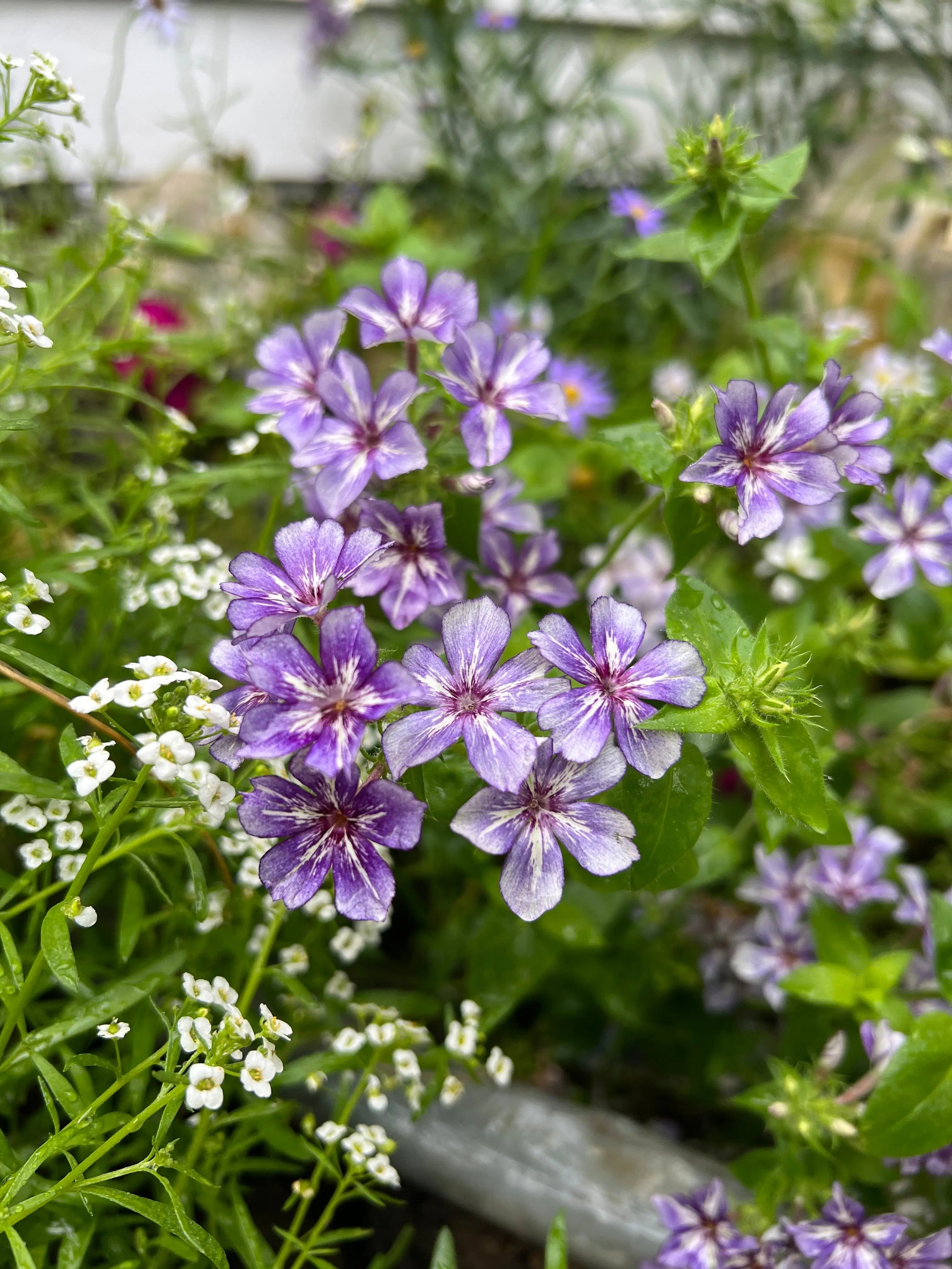Phlox Sugar Stars - REGN
