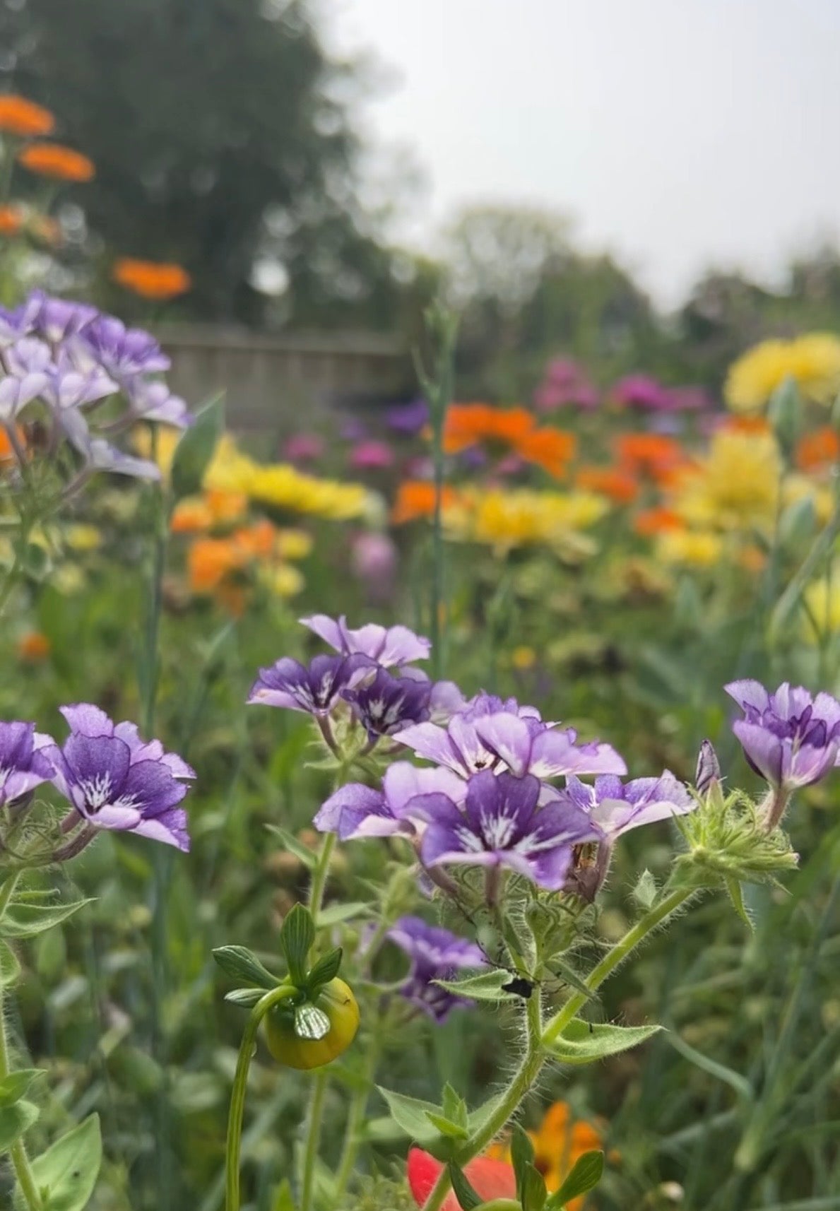 Phlox Sugar Stars - REGN