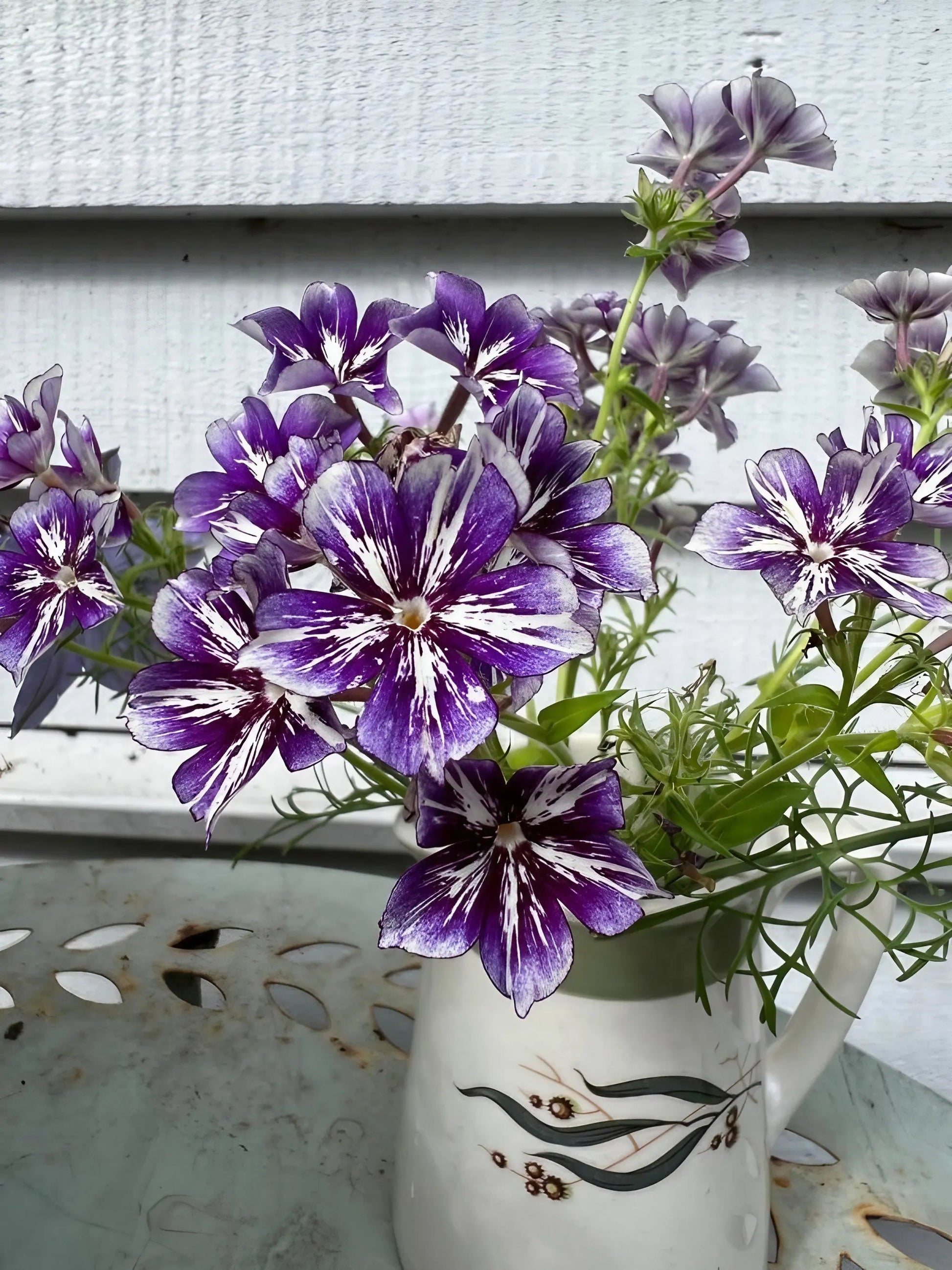 Phlox Sugar Stars - REGN