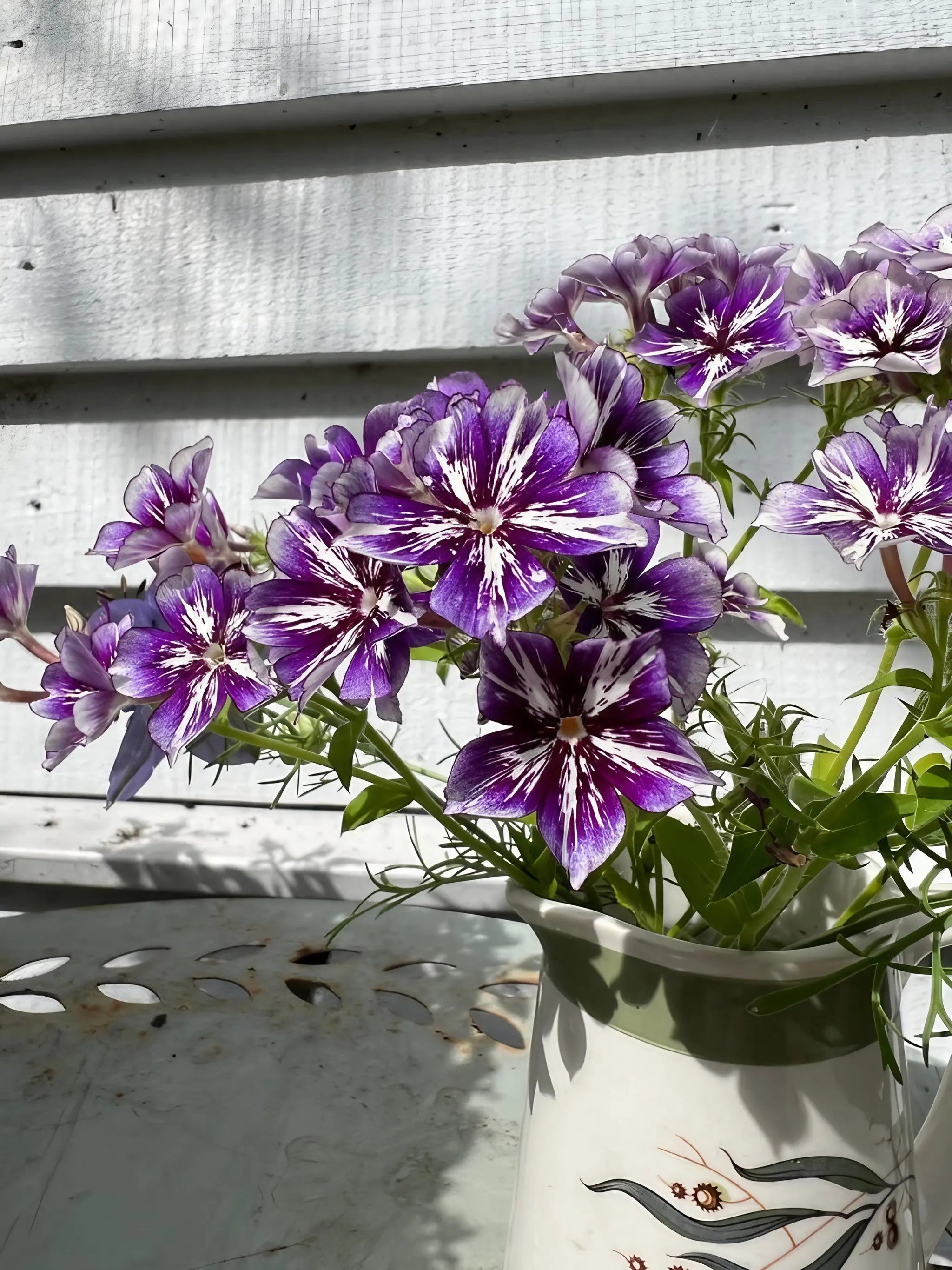 Phlox Sugar Stars - REGN