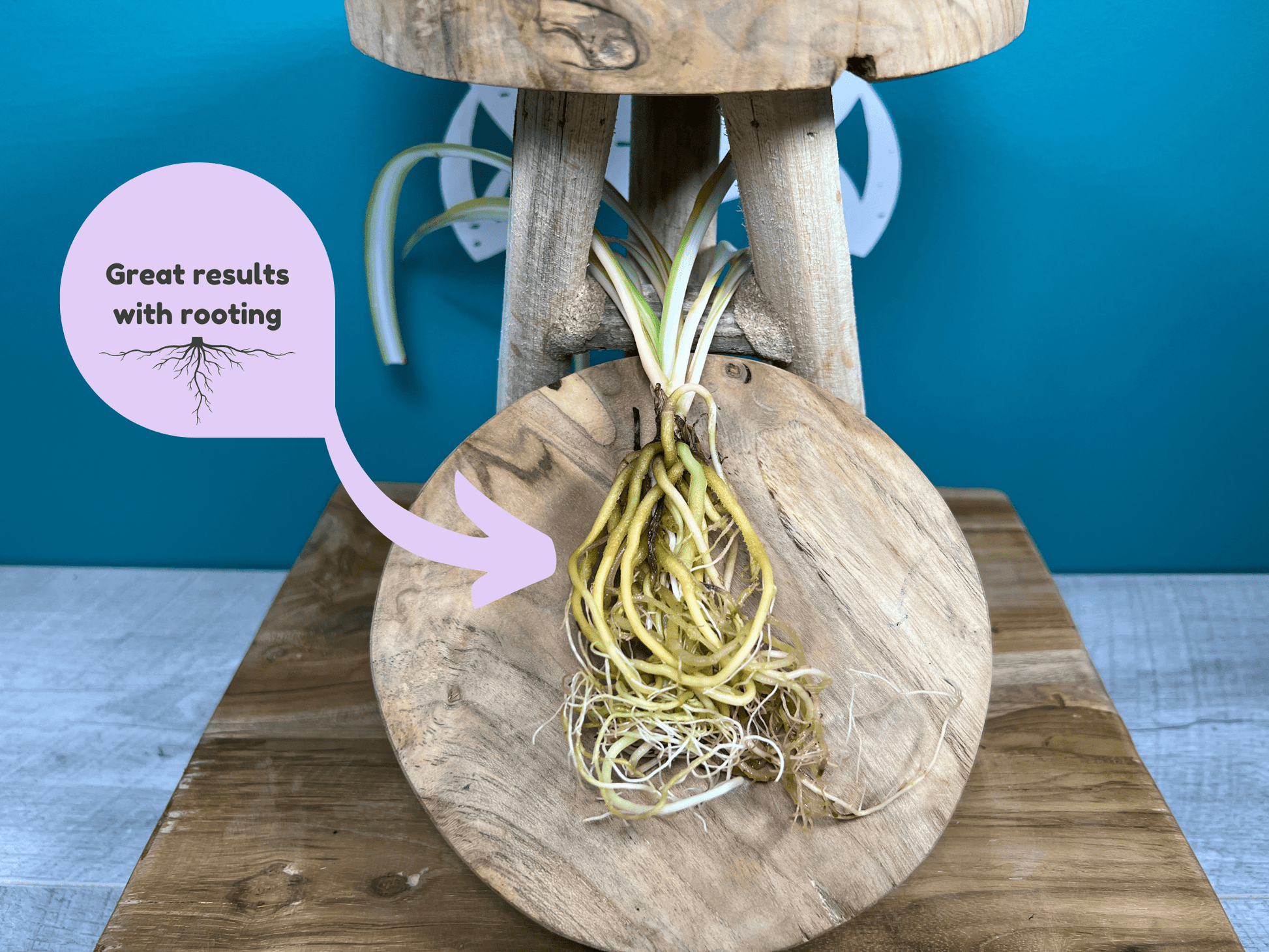 Plant Propagation Gift Set 2 - REGN