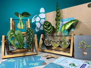 Plant Propagation Gift Set 2 - REGN