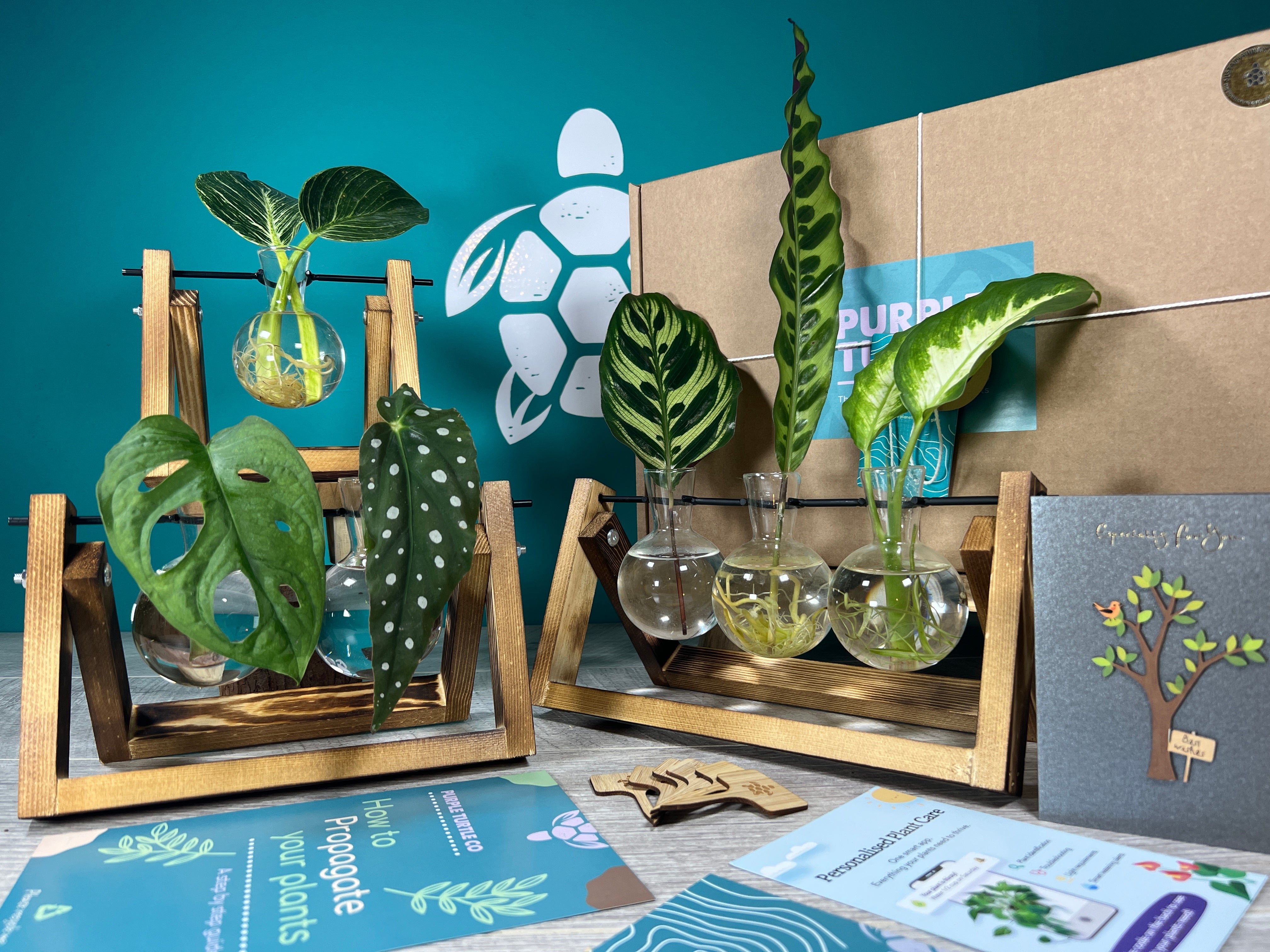 Plant Propagation Gift Set 2 - REGN