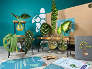 Plant Propagation Gift Set 3 - REGN