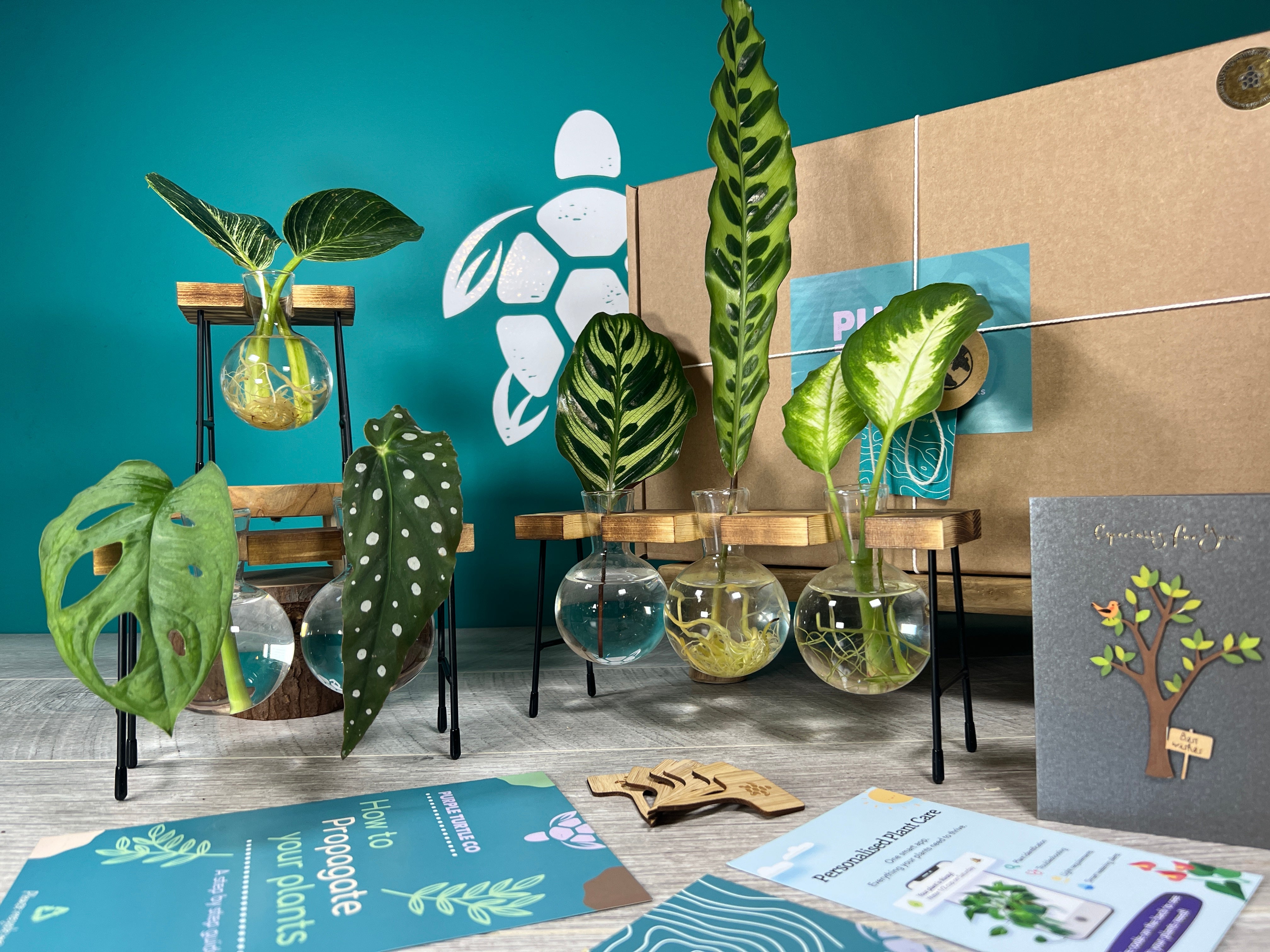 Plant Propagation Gift Set 3 - REGN