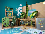 Plant Propagation Gift Set 5 - REGN