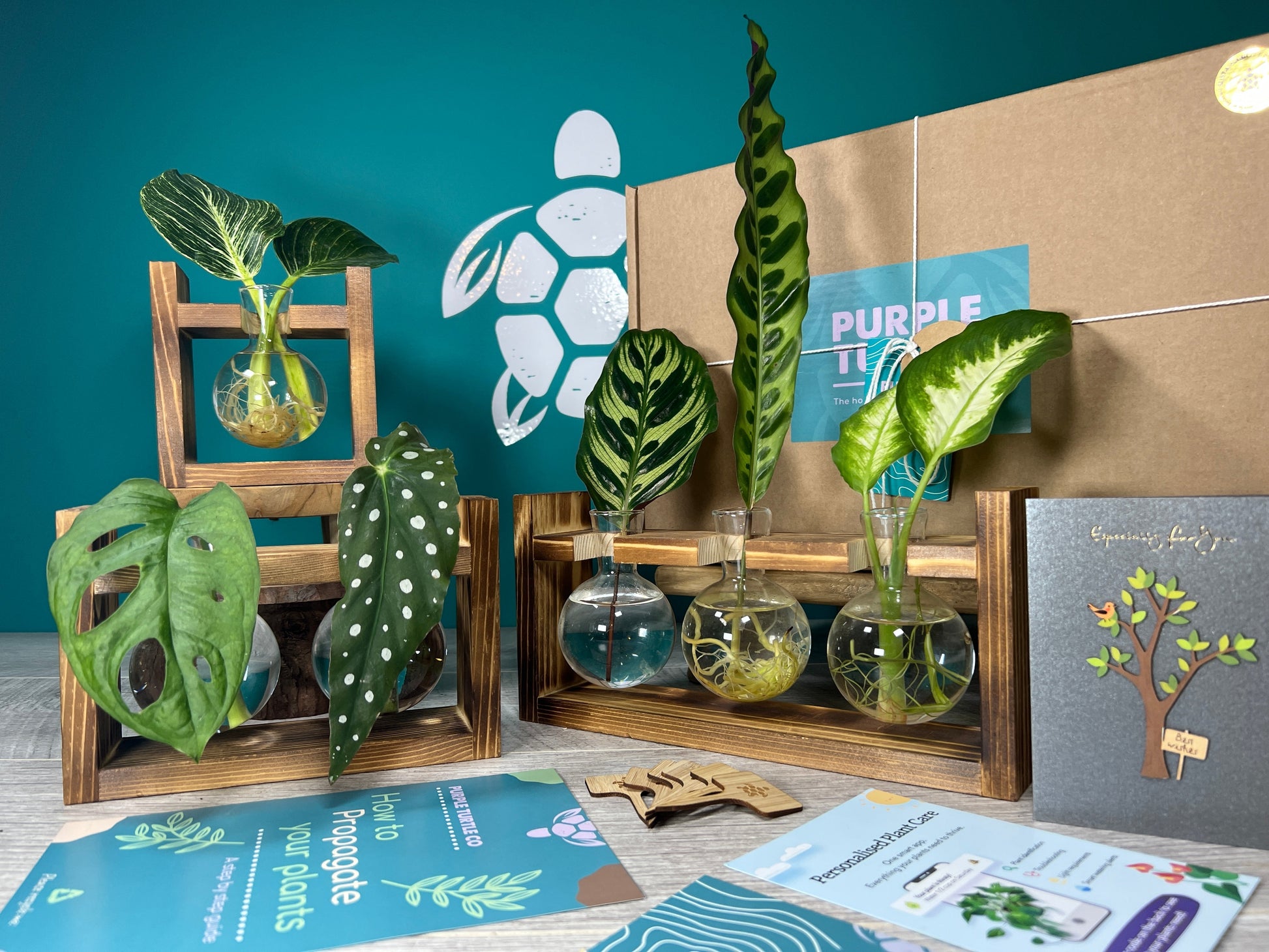Plant Propagation Gift Set 5 - REGN