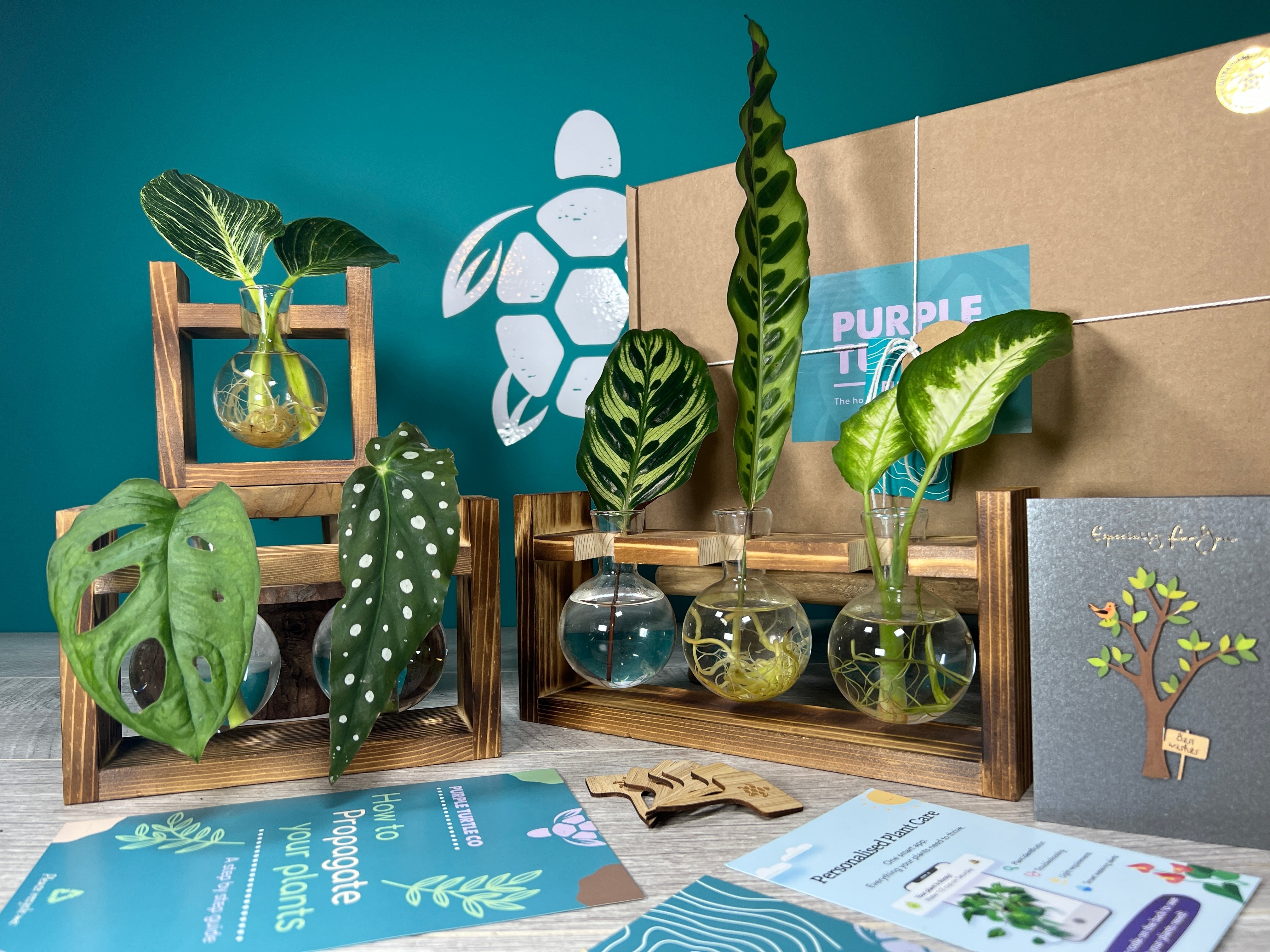 Plant Propagation Gift Set 5 - REGN