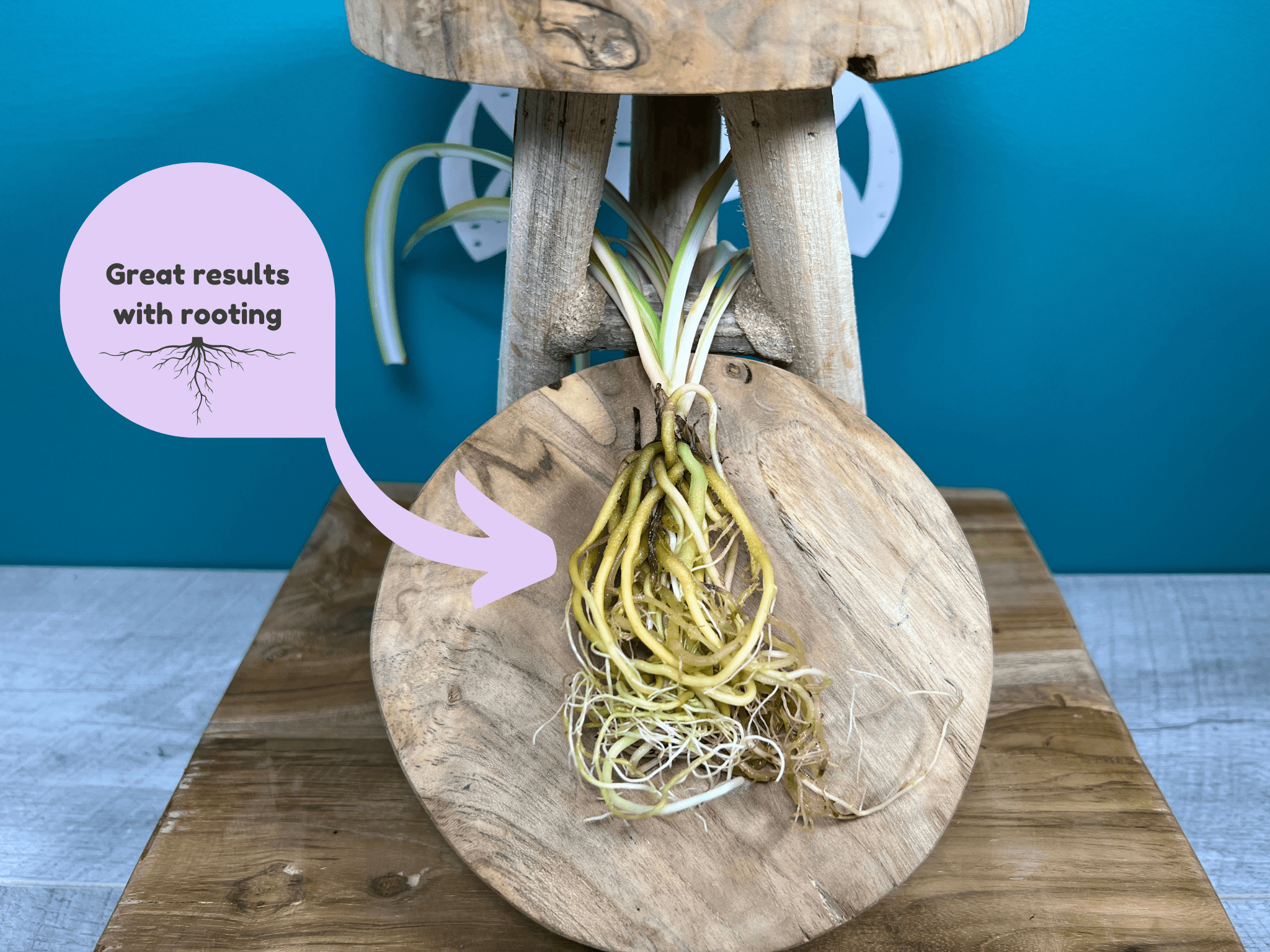 Plant Propagation Gift Set 5 - REGN