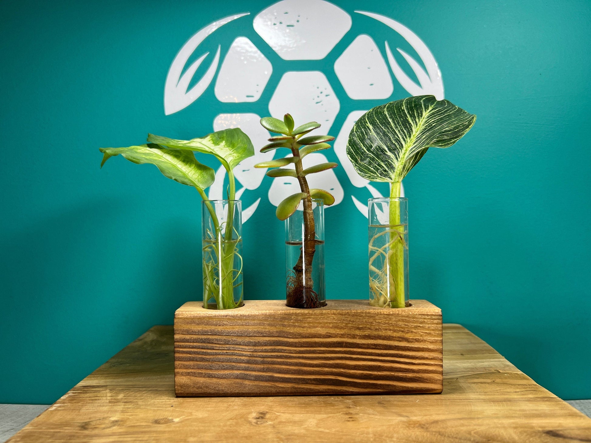 Plant Propagation Gift Set 6 - REGN
