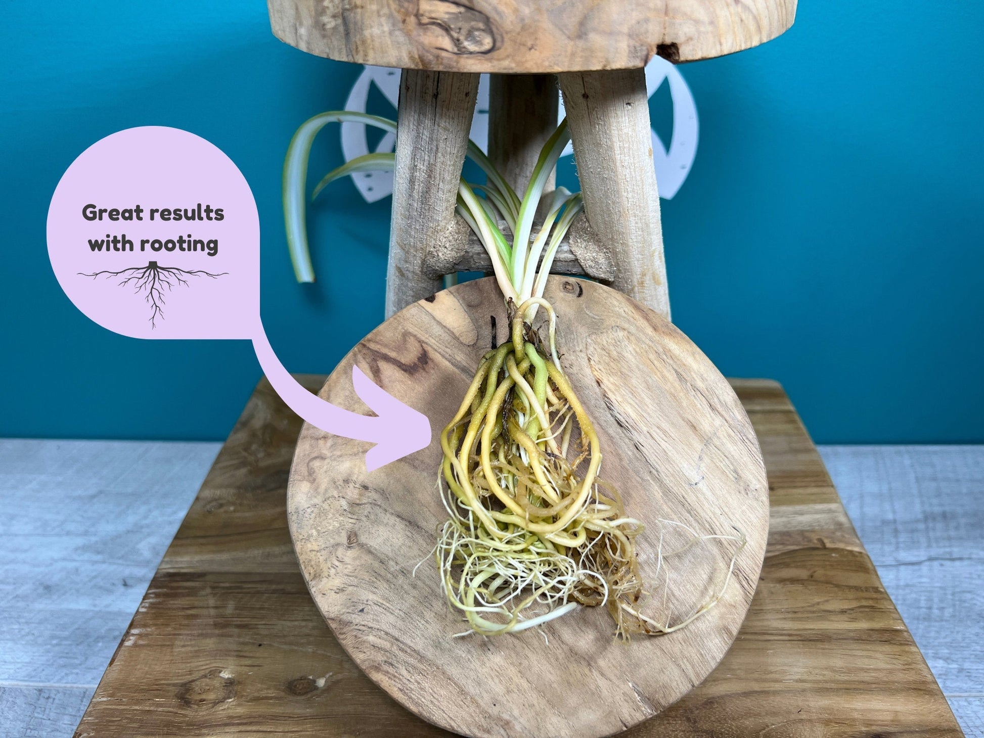 Plant Propagation Gift Set 7 - REGN