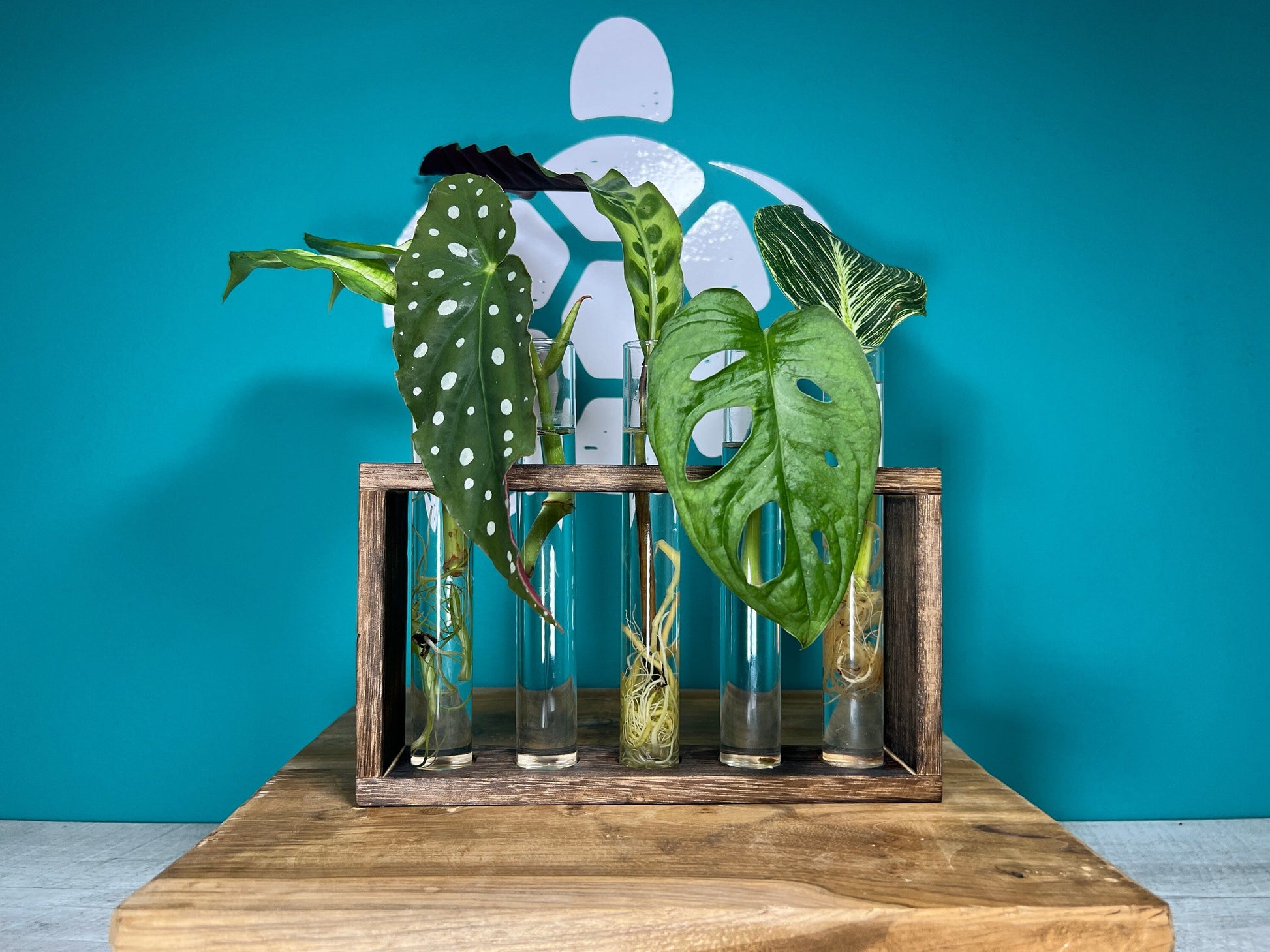 Plant Propagation Gift Set 7 - REGN