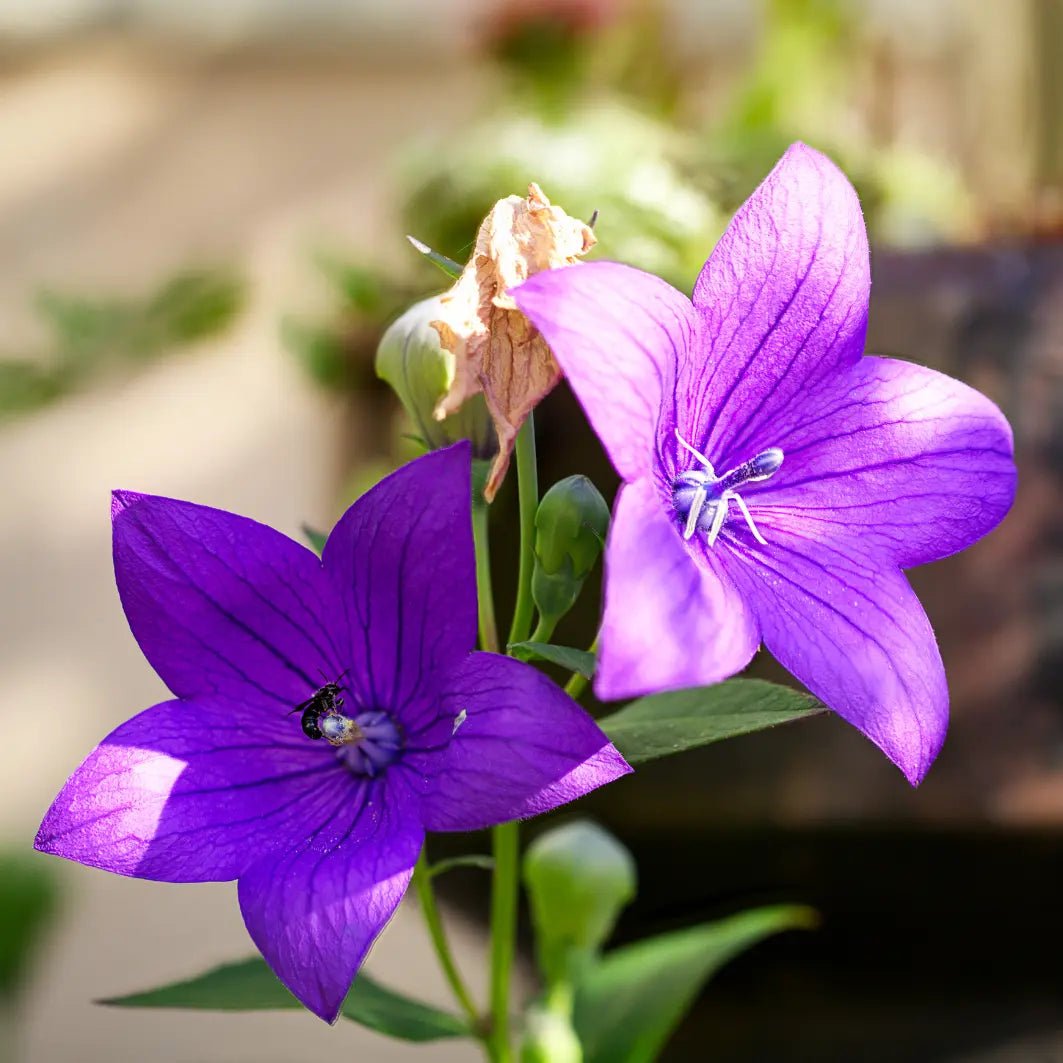 Platycodon Balloon Flower Mixed - REGN