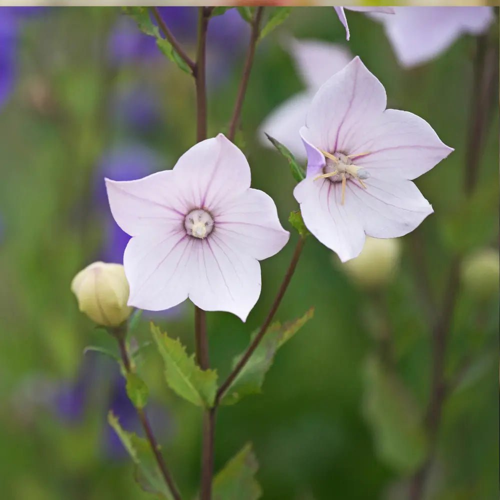 Platycodon Balloon Flower Mixed - REGN
