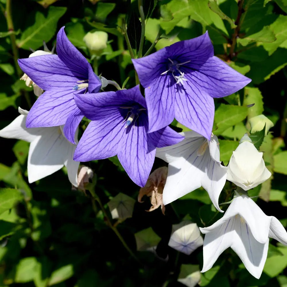 Platycodon Balloon Flower Mixed - REGN