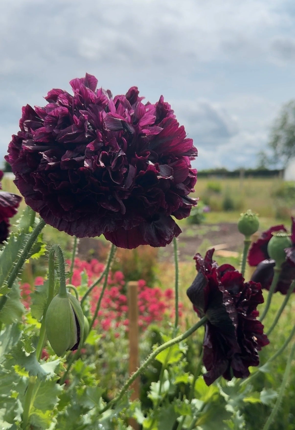 Poppy Black Peony - REGN