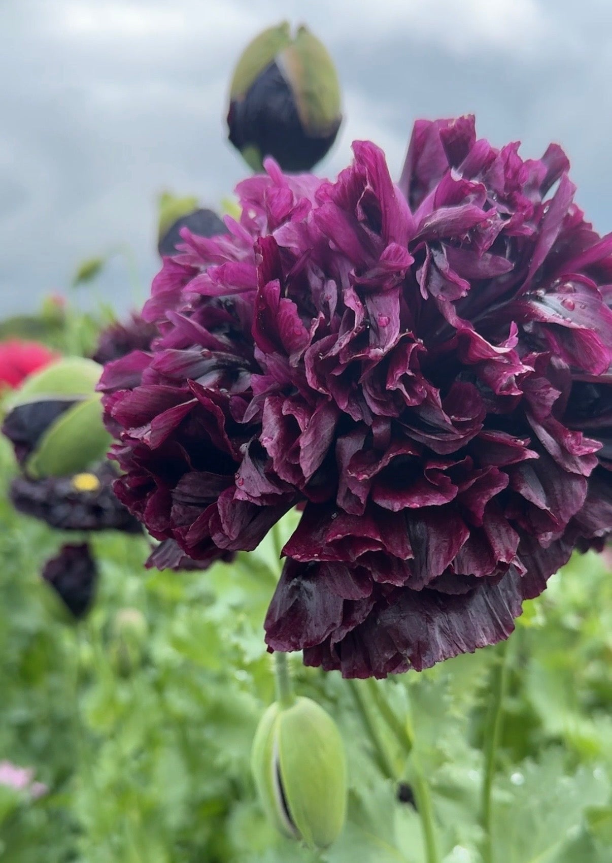 Poppy Black Peony - REGN