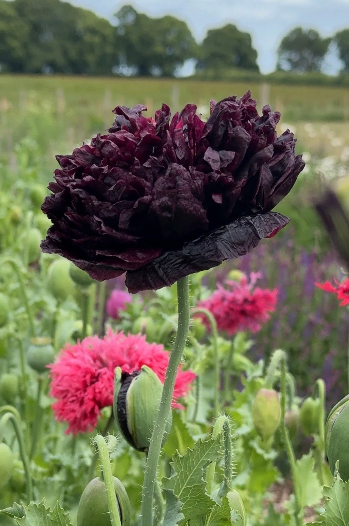 Poppy Black Peony - REGN